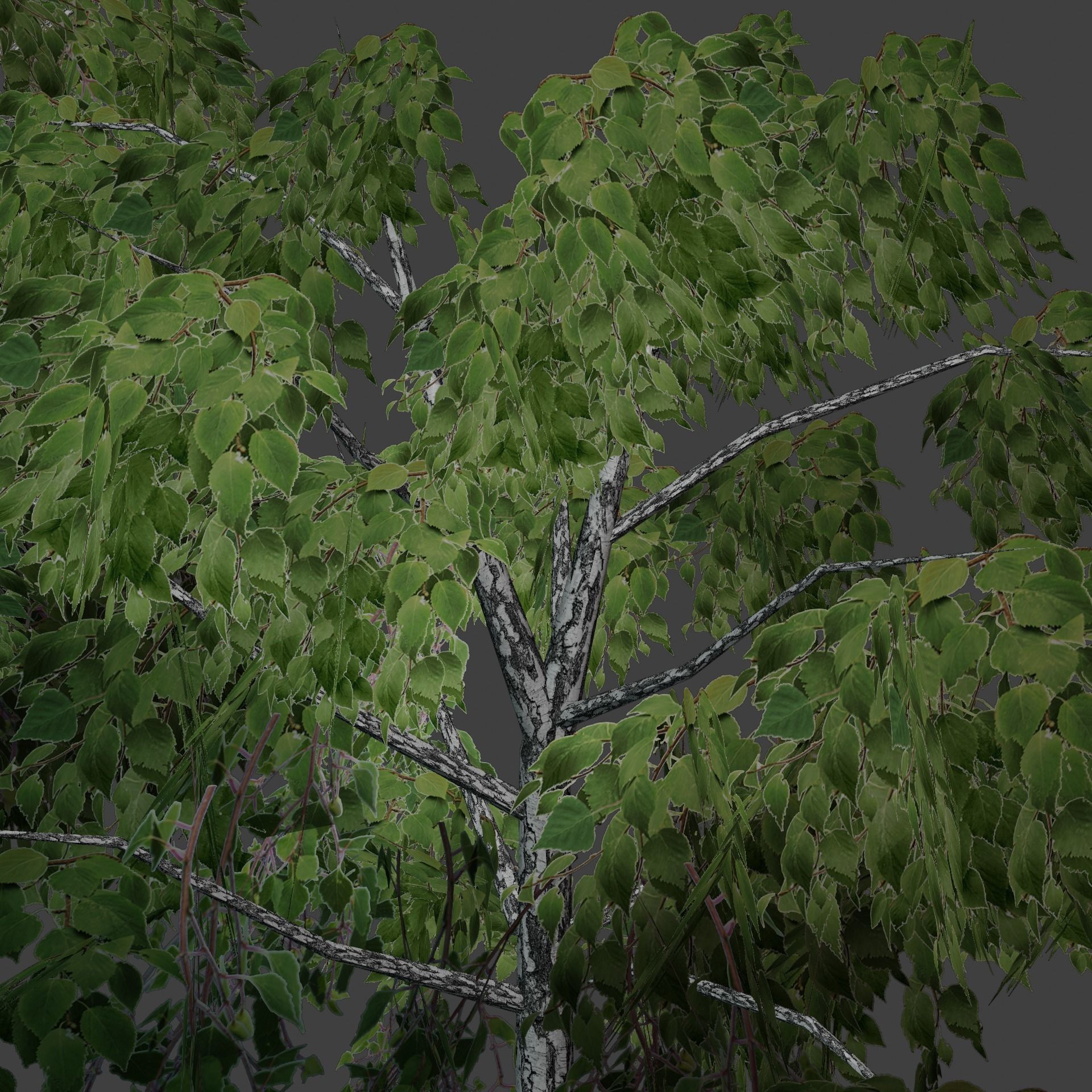 Birch tree low-poly PBR game ready Low-poly 3D model_11