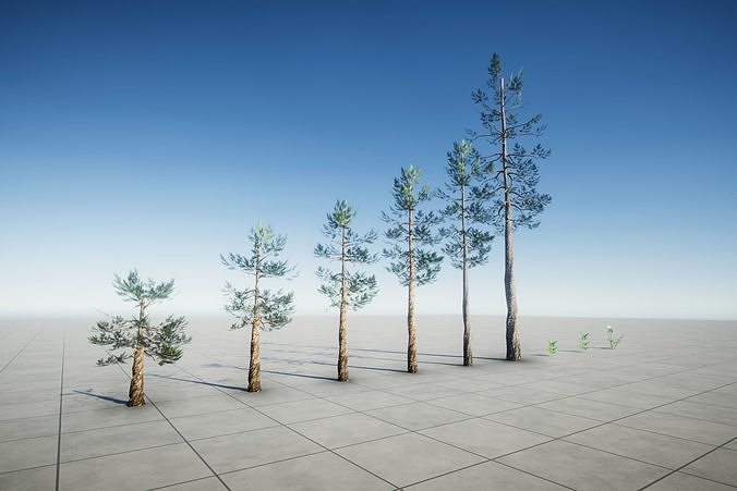 Realistic Pine Pack Free low-poly 3D model