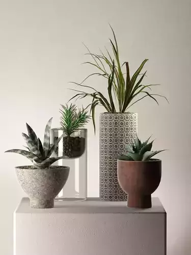 Pots with Plants 5 