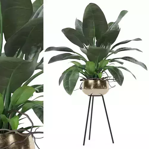 Philodendron imperial green 03