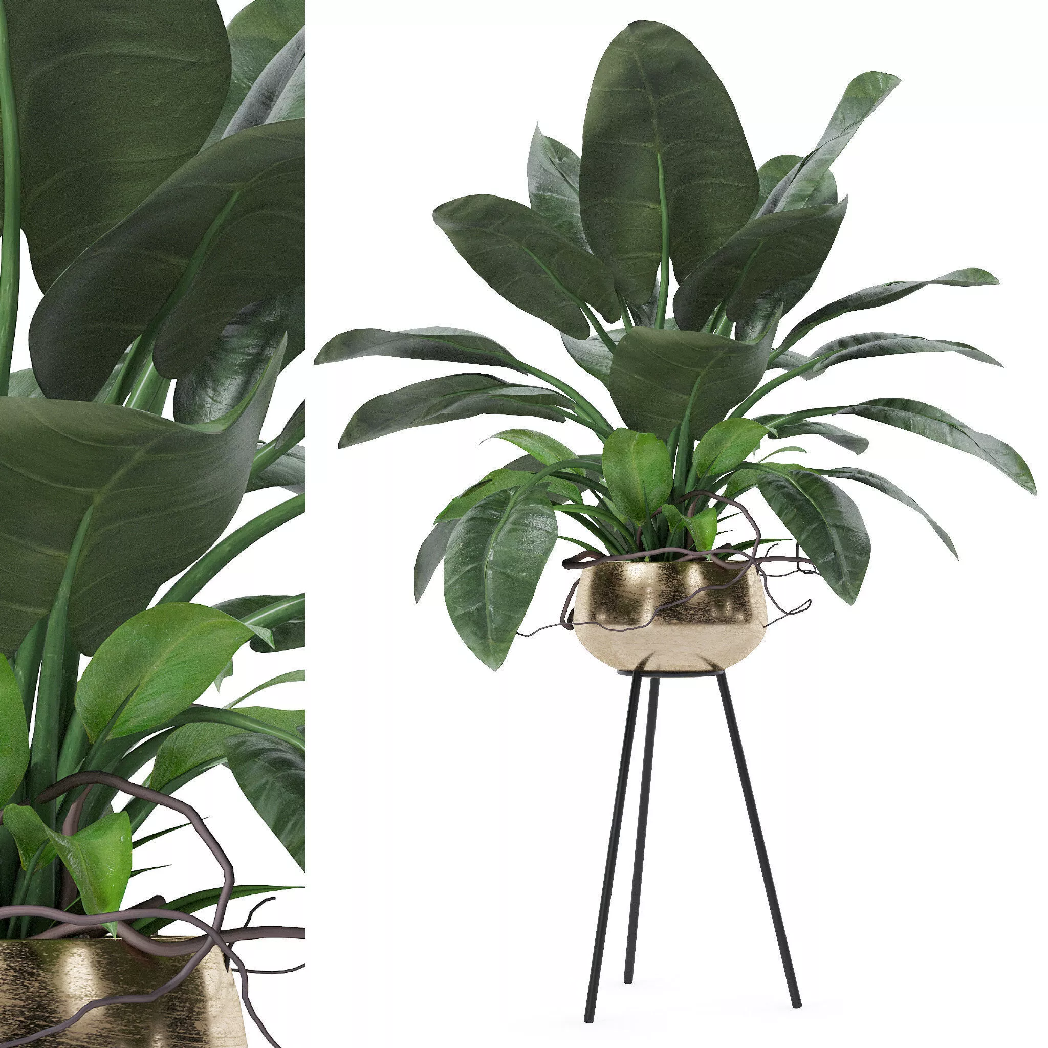 Philodendron imperial green 03 3D model