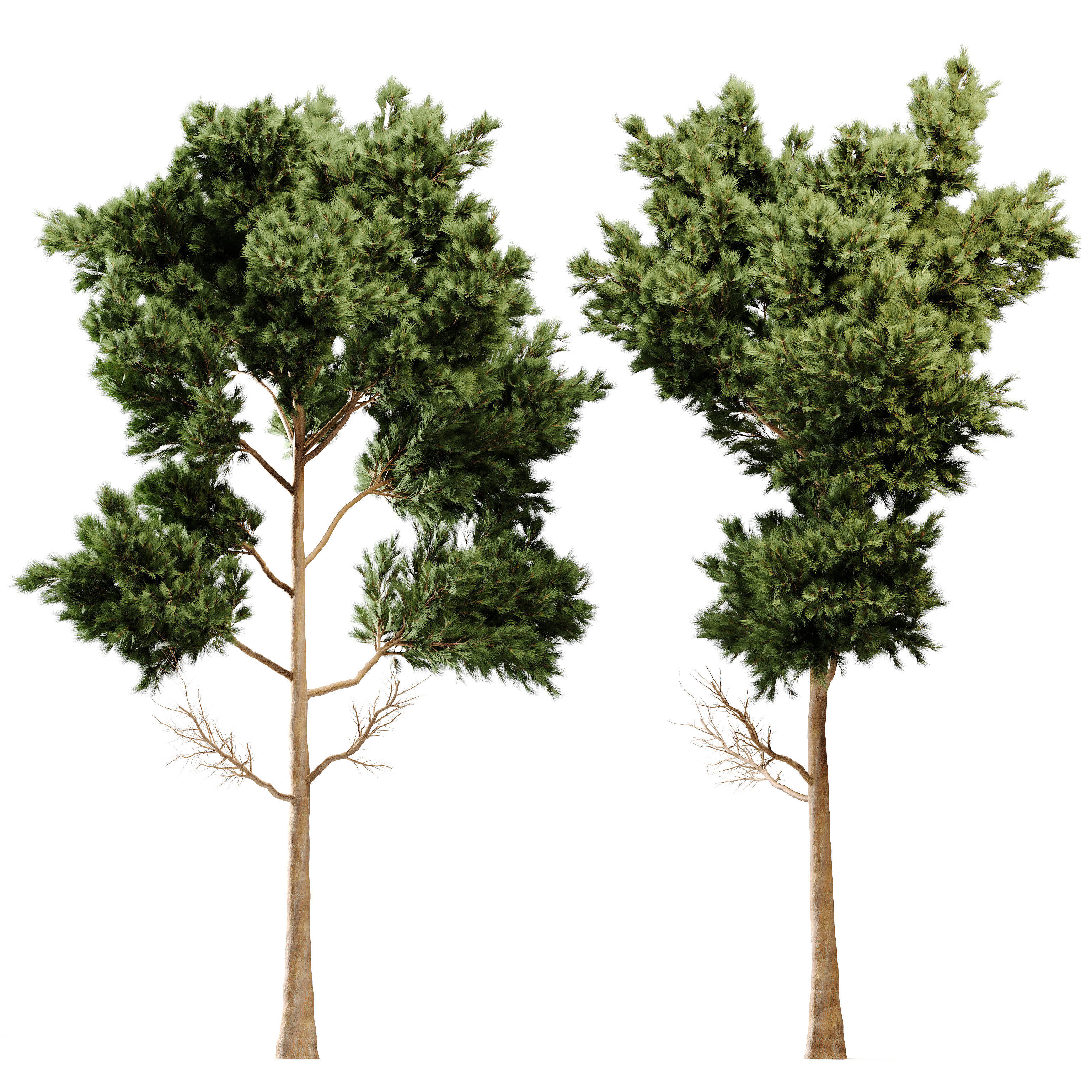 Pine Tree 3D model_1