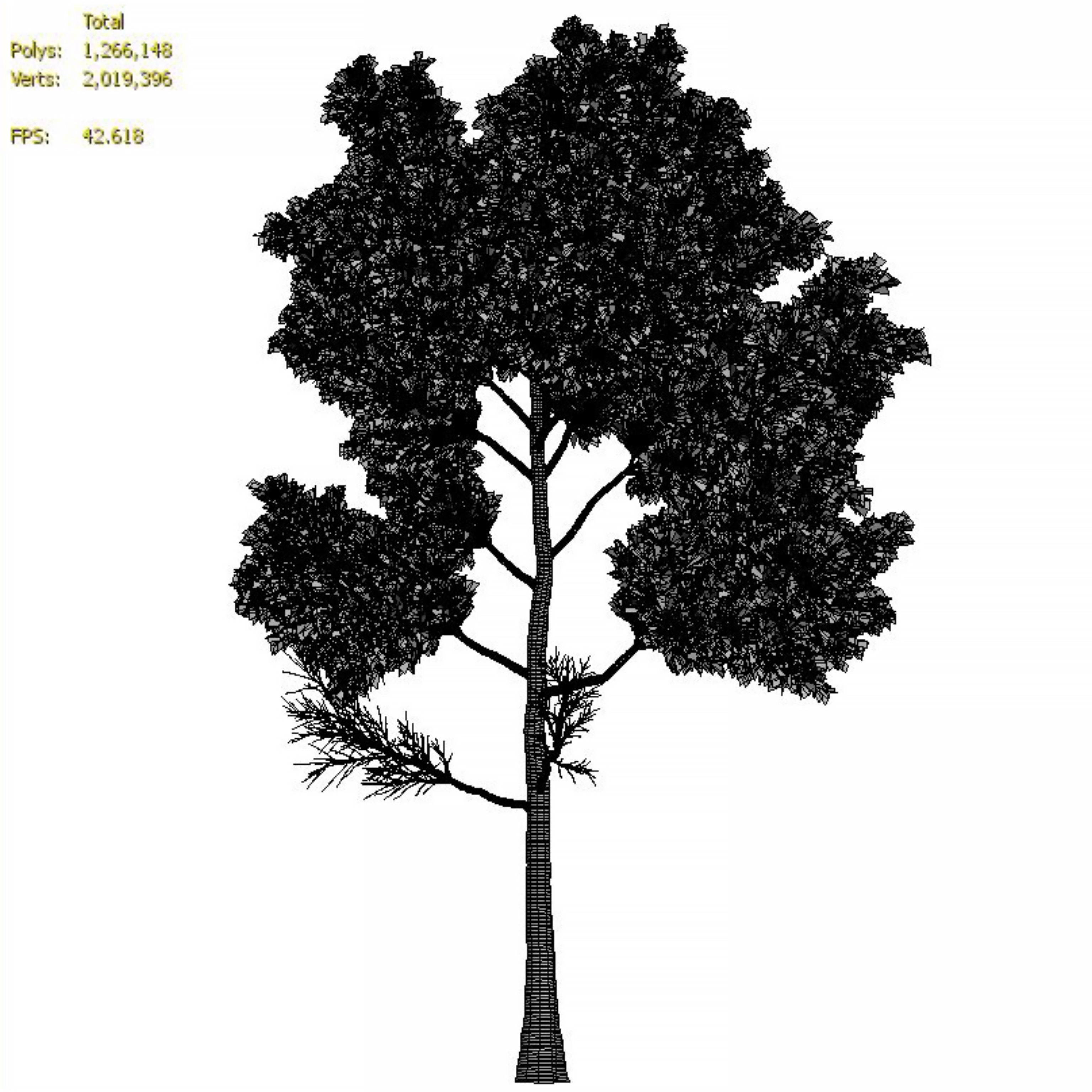 Pine Tree 3D model_3