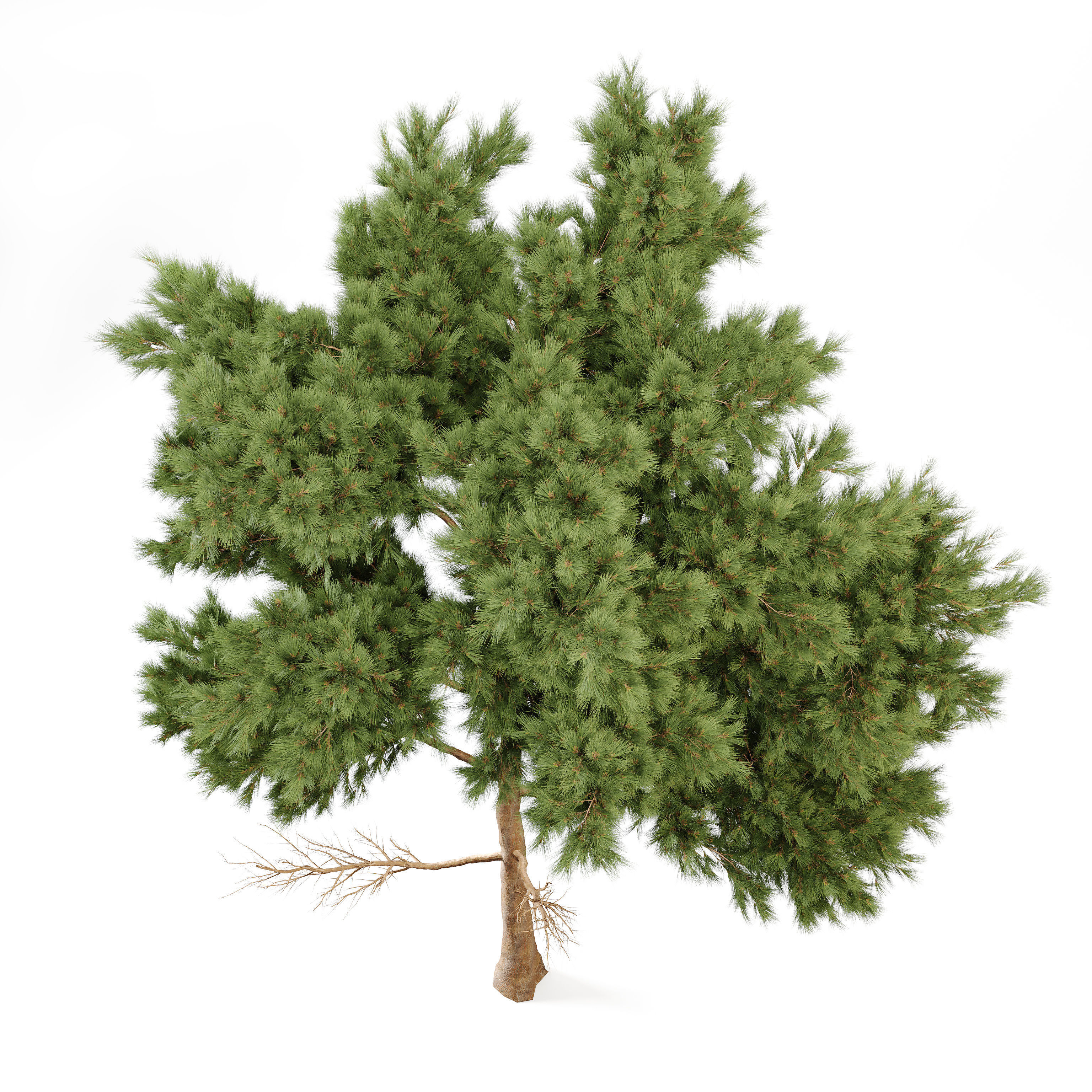 Pine Tree 3D model_2