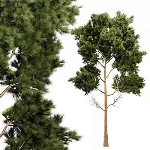 Pine Tree 3D model
