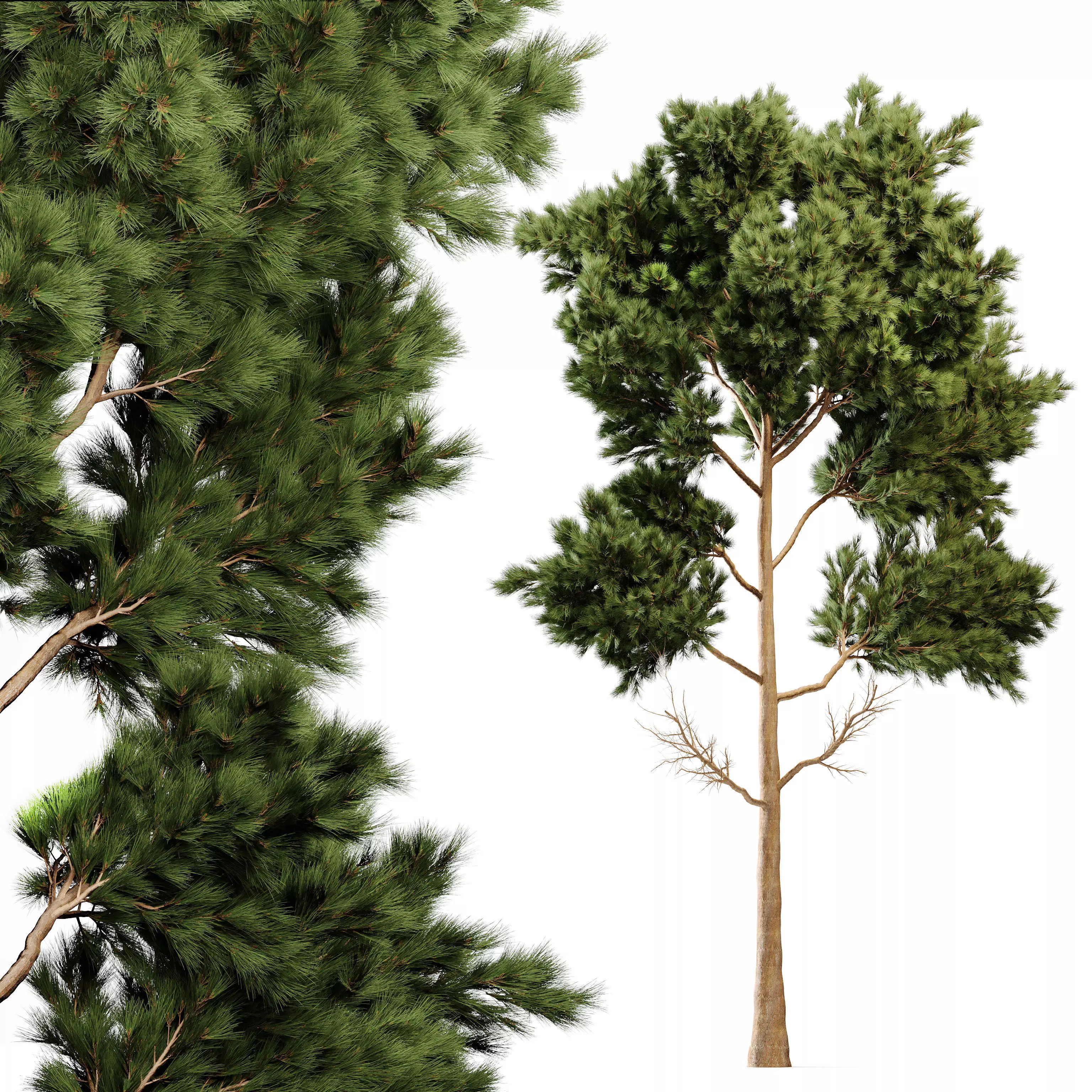 Pine Tree 3D model_0