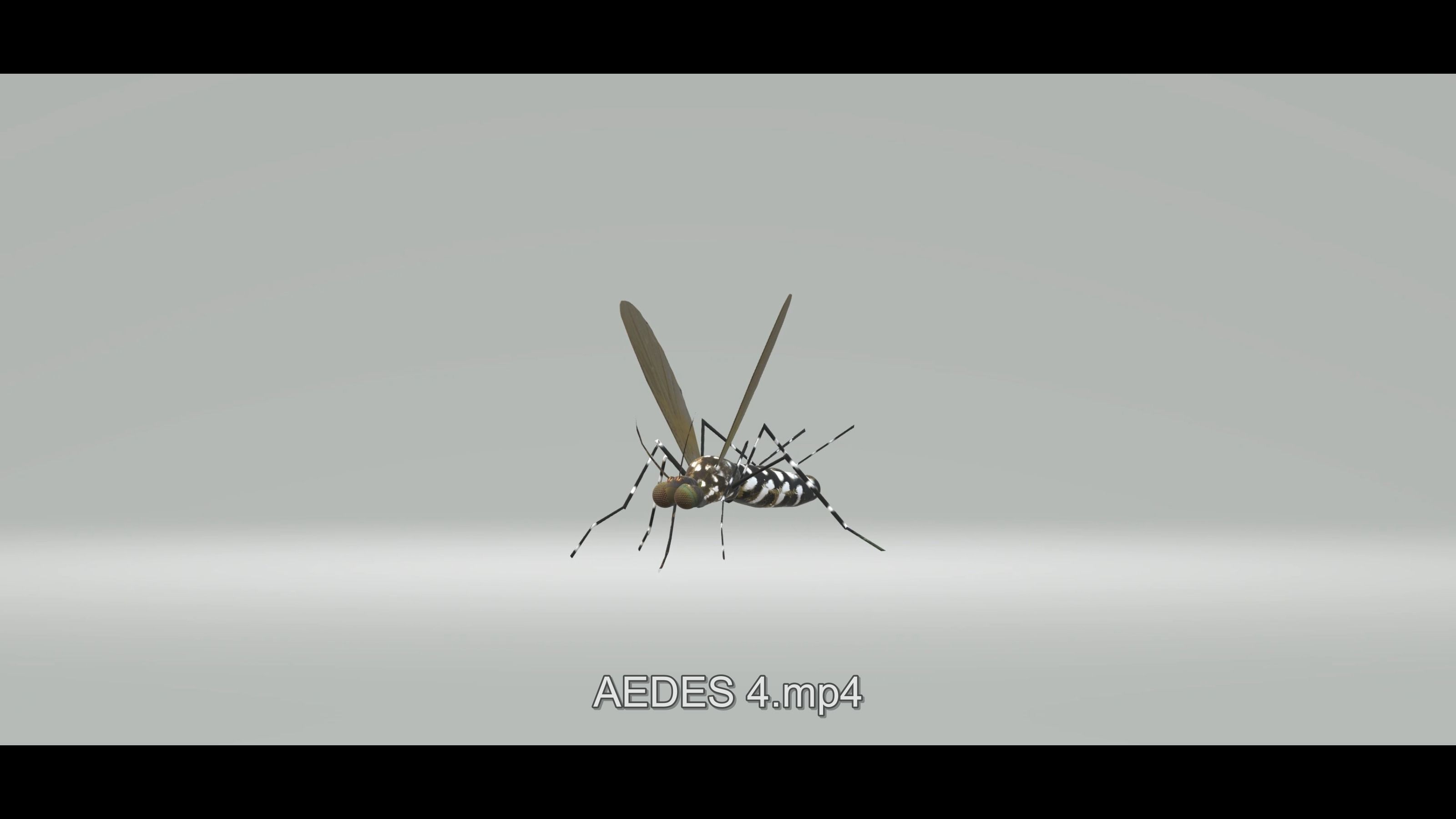 Mosquito Aedes Species 3D model_51