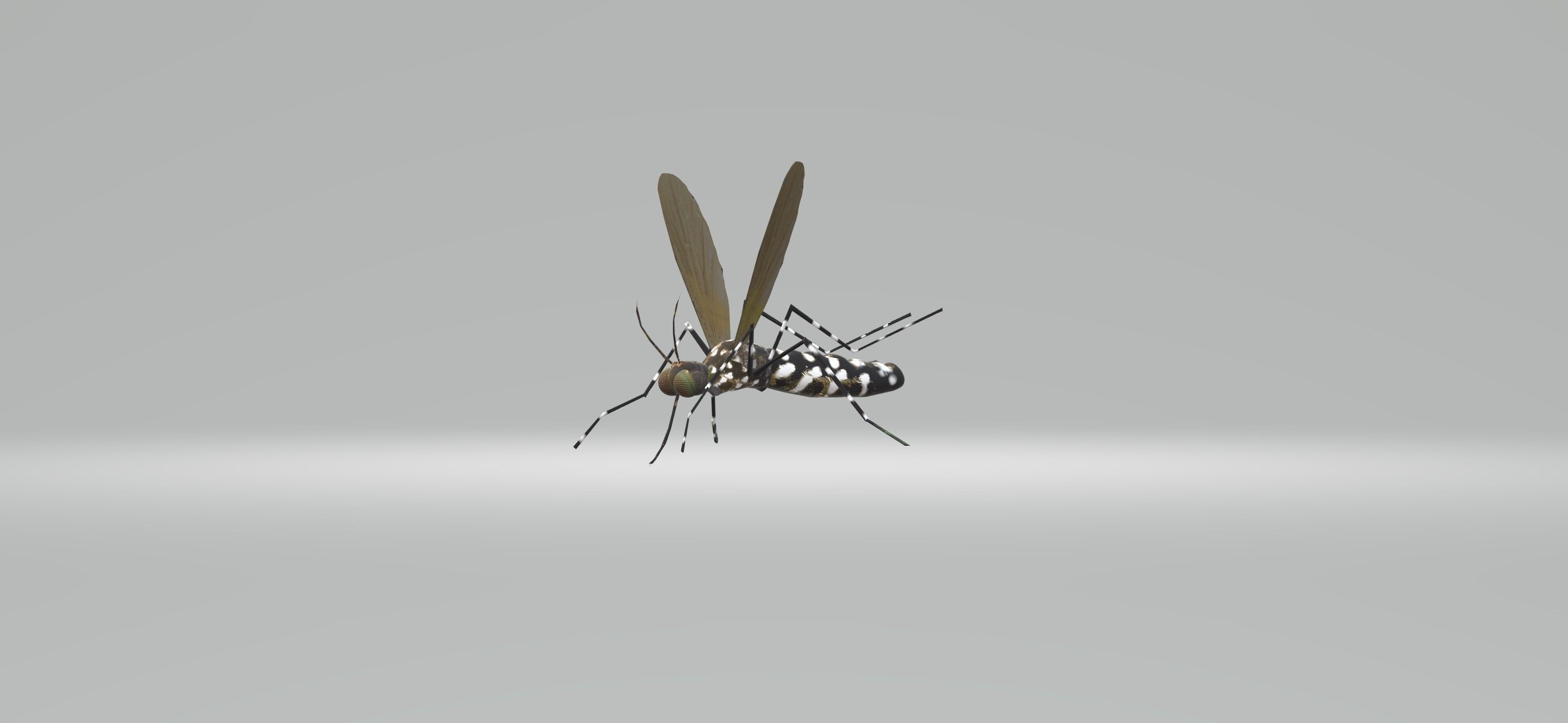 Mosquito Aedes Species 3D model_35