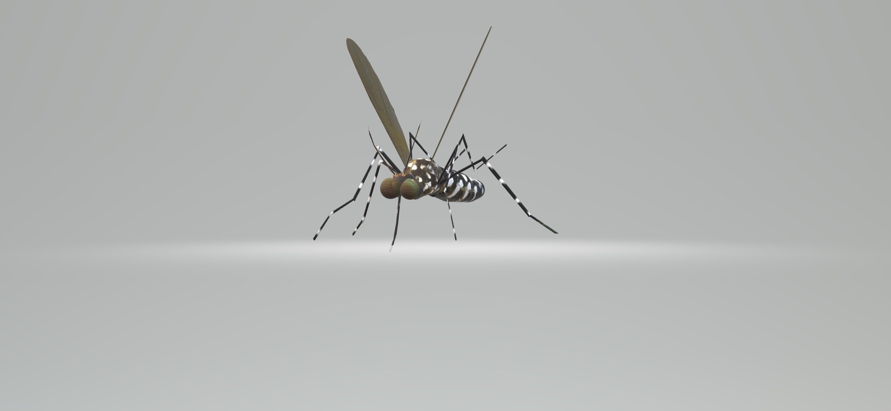 Mosquito Aedes Species 3D model_40