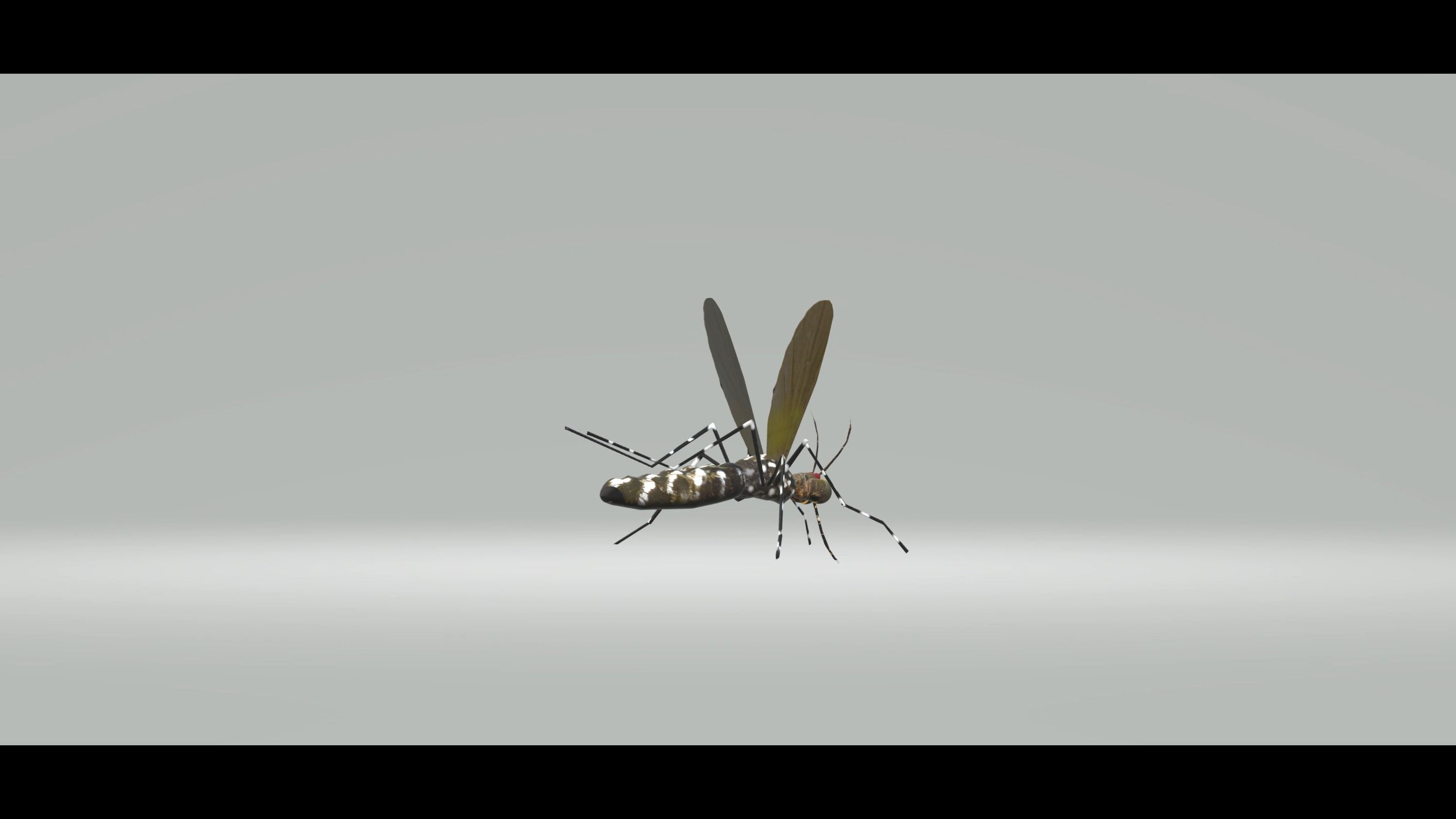 Mosquito Aedes Species 3D model_18
