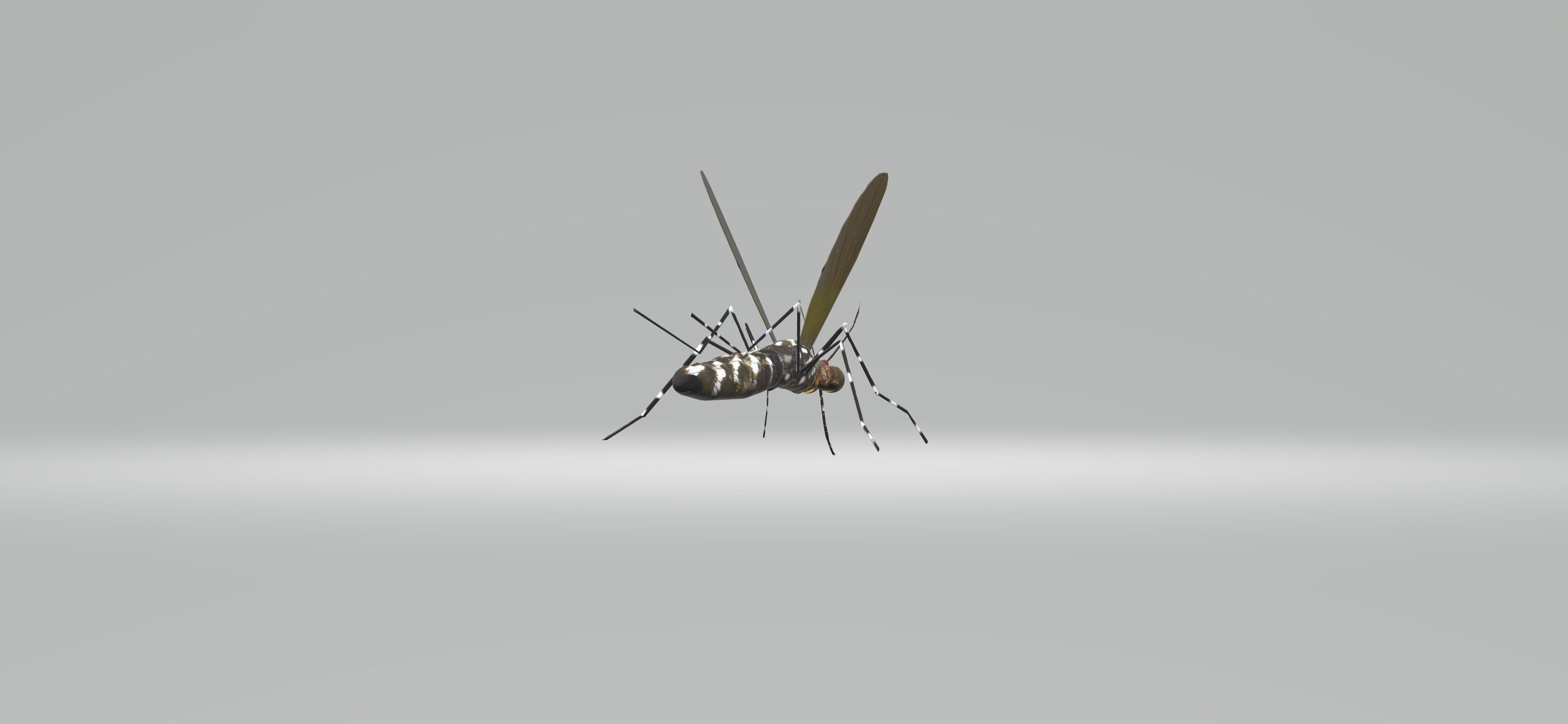Mosquito Aedes Species 3D model_31