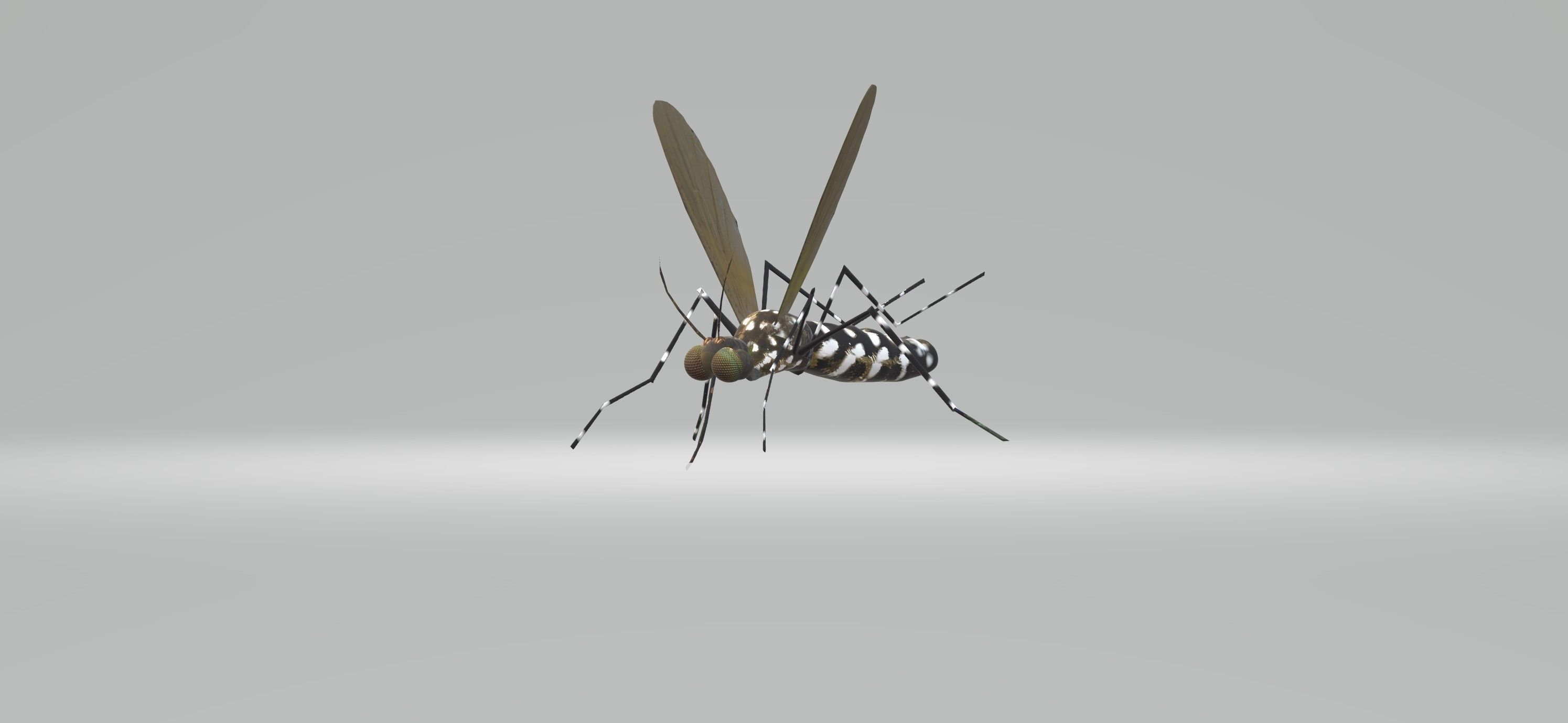 Mosquito Aedes Species 3D model_45