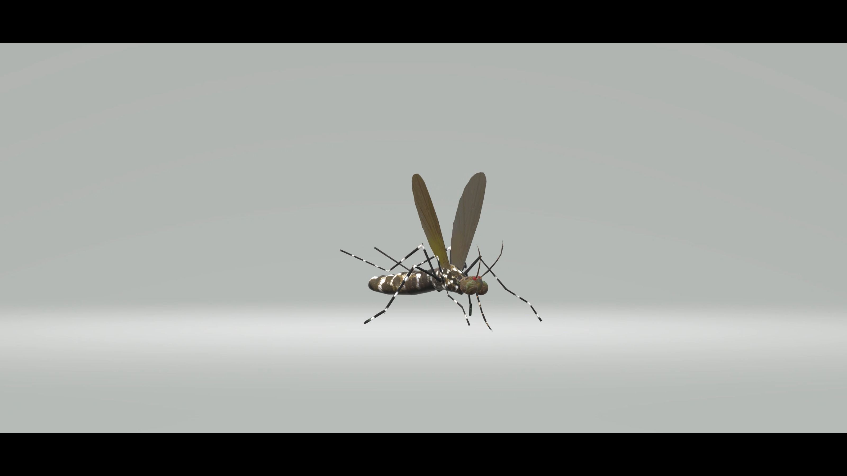 Mosquito Aedes Species 3D model_22
