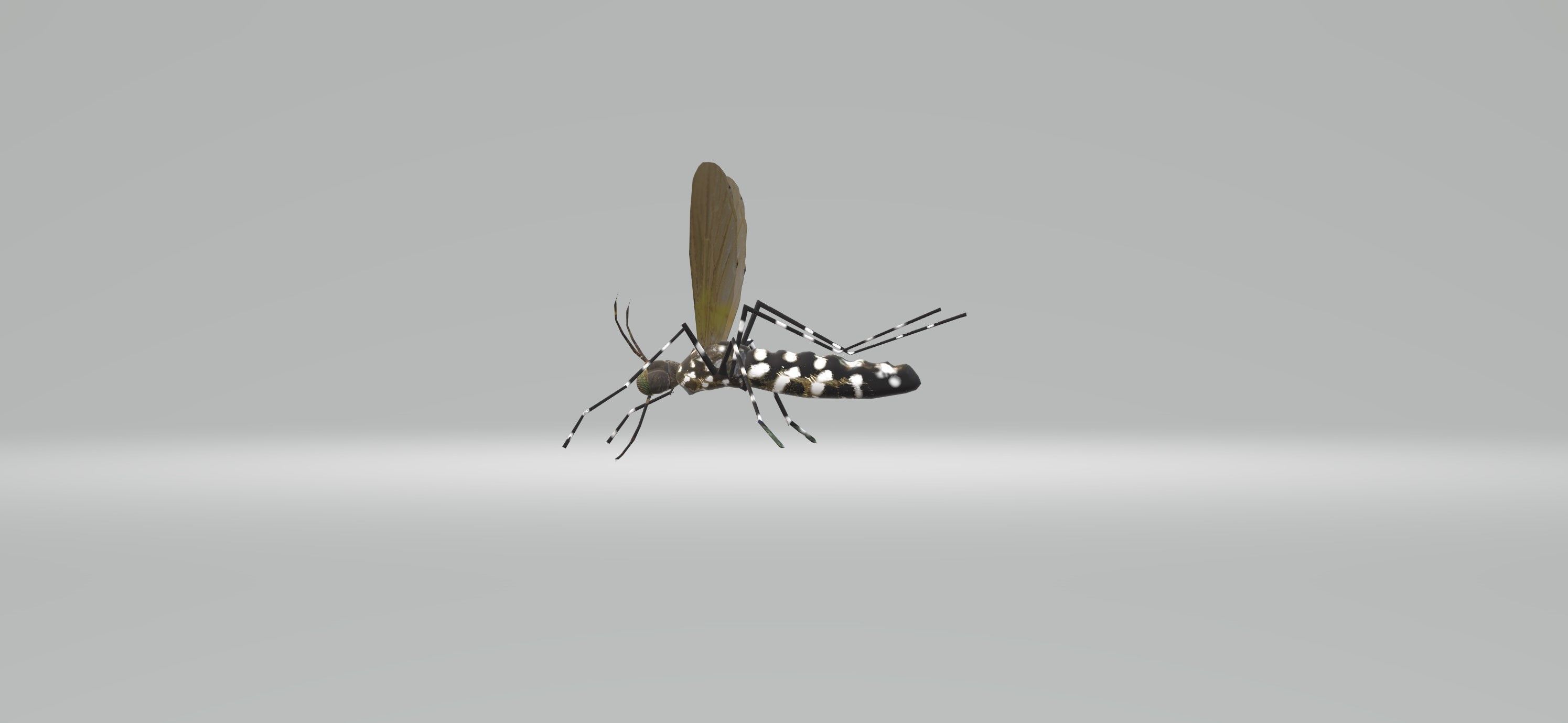 Mosquito Aedes Species 3D model_72