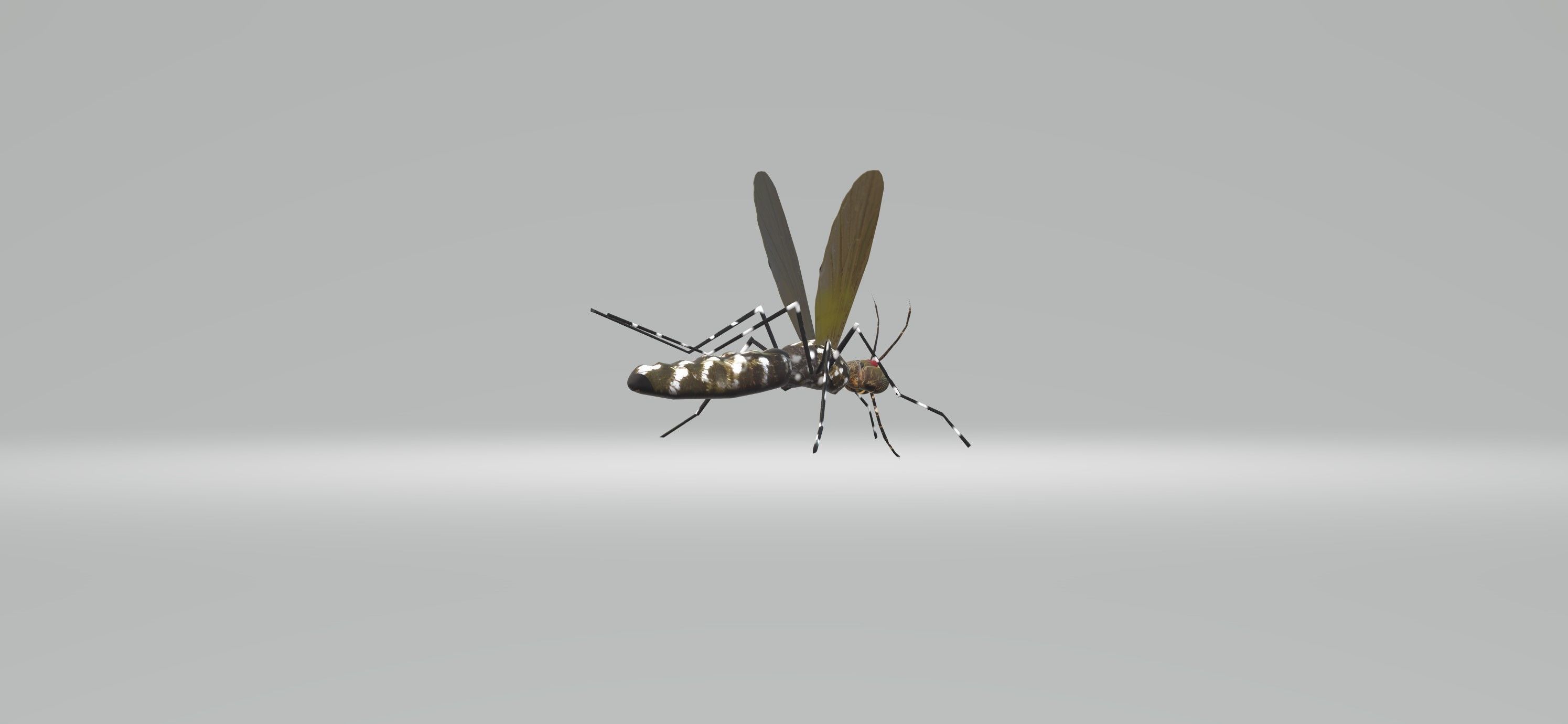 Mosquito Aedes Species 3D model_78