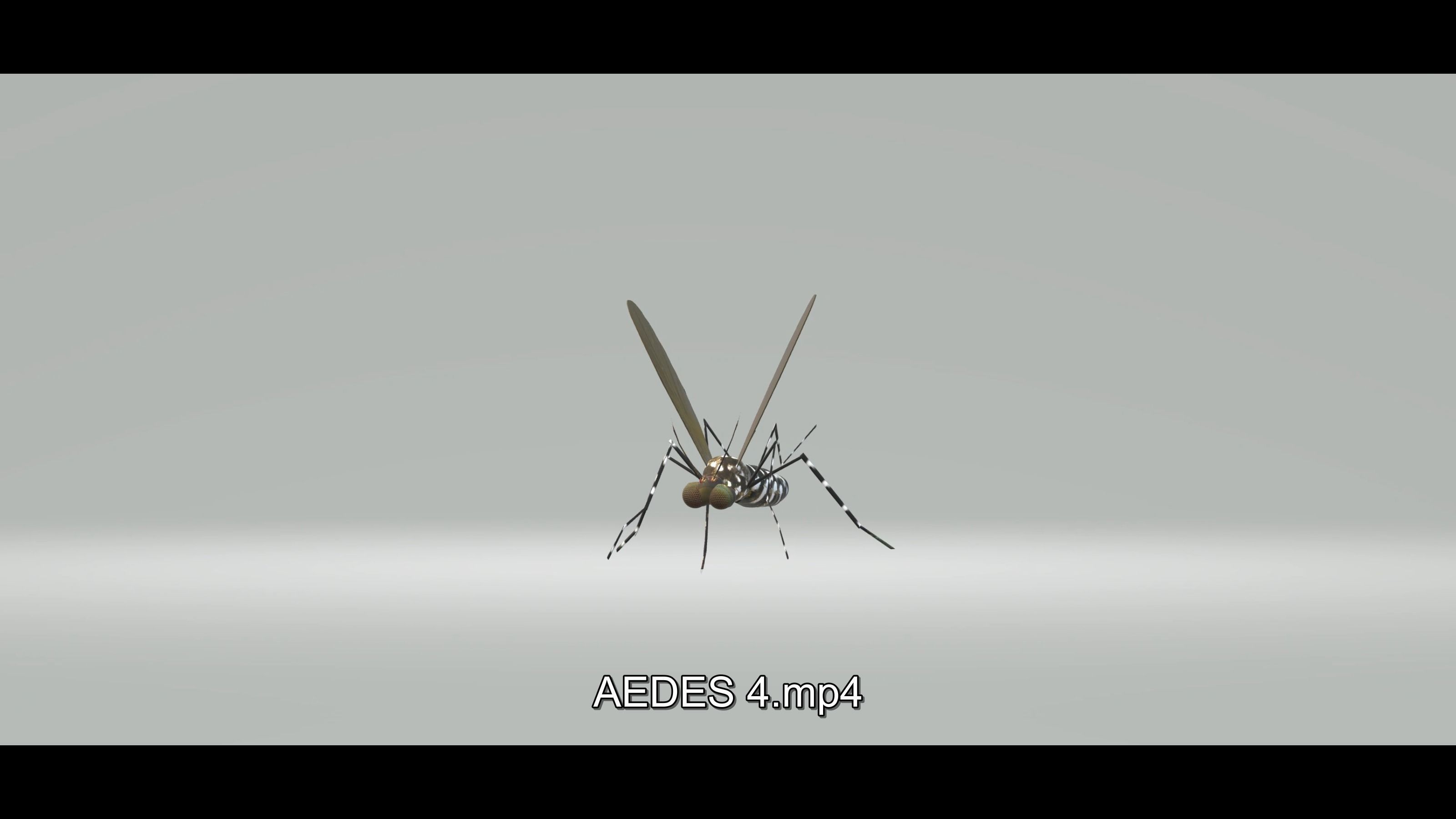 Mosquito Aedes Species 3D model_20
