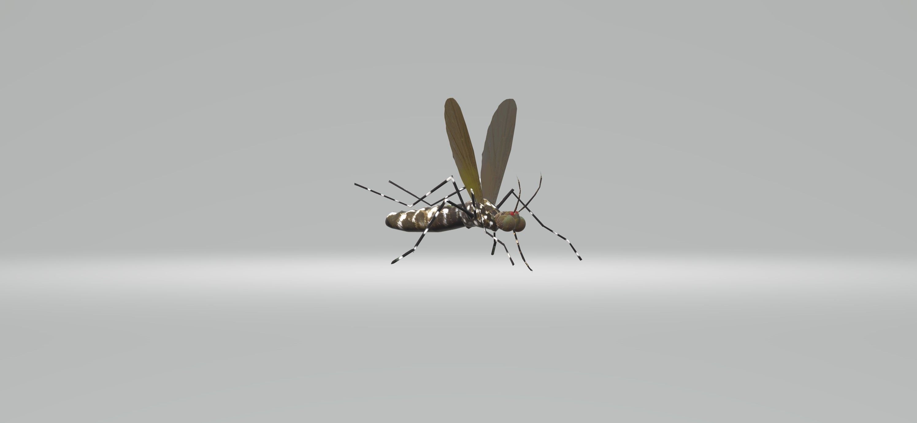 Mosquito Aedes Species 3D model_6