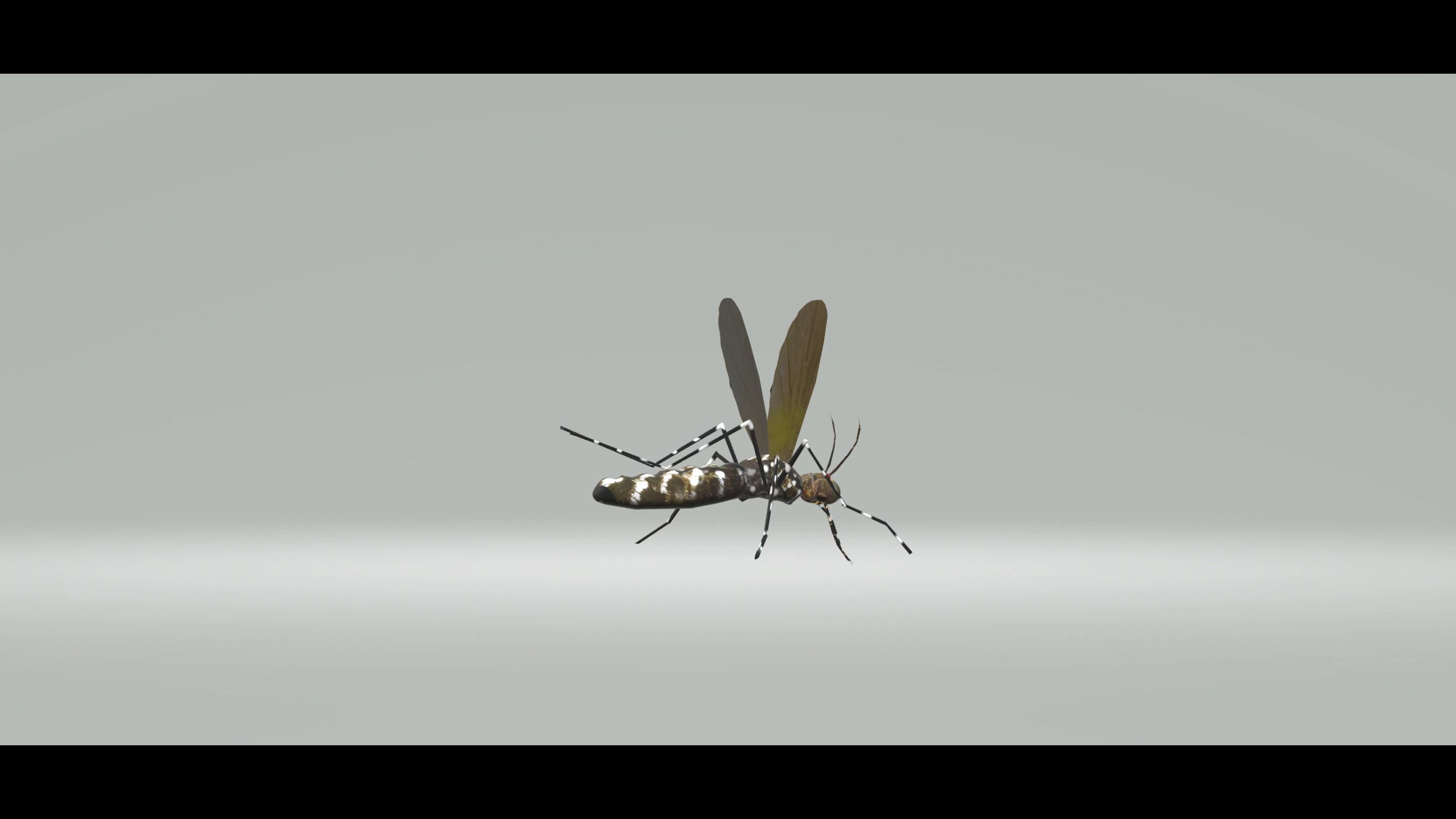 Mosquito Aedes Species 3D model_17