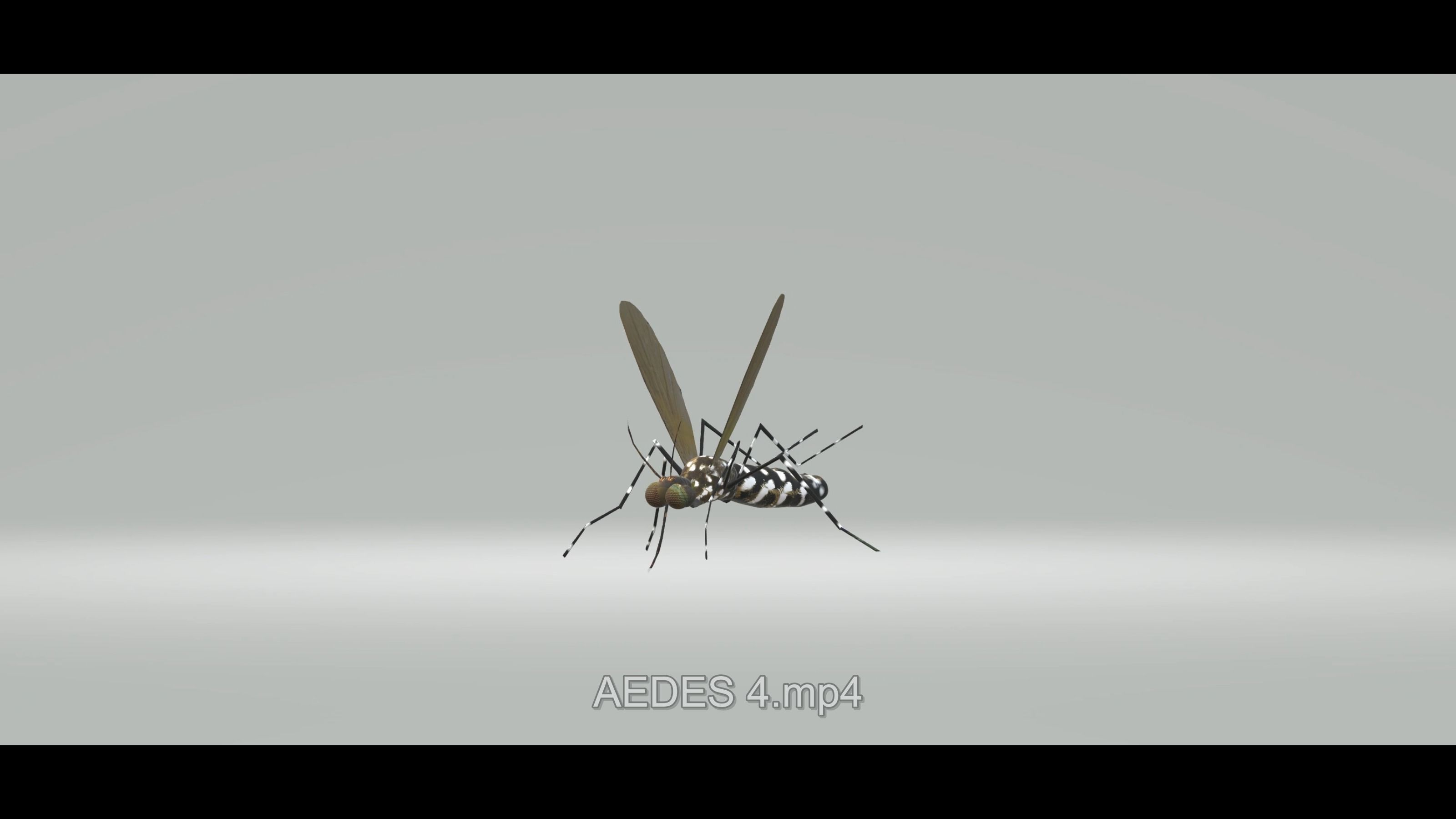 Mosquito Aedes Species 3D model_13