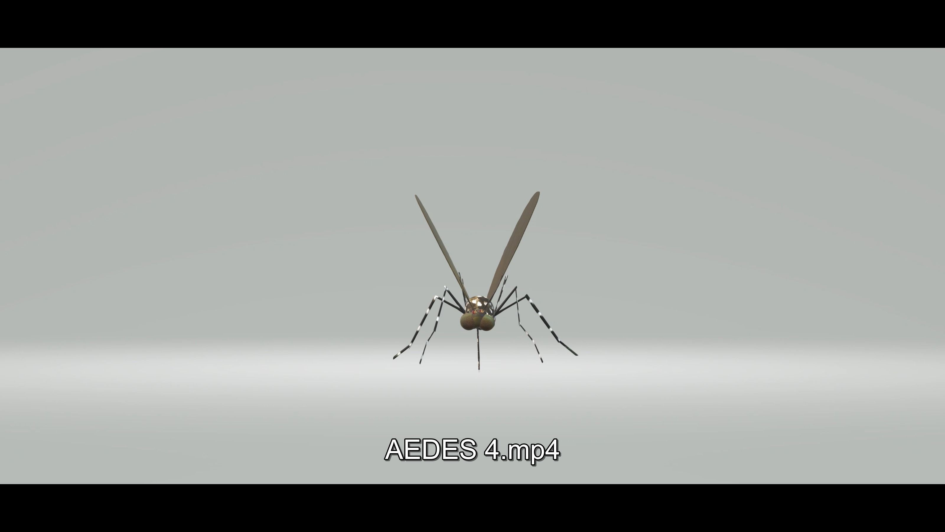 Mosquito Aedes Species 3D model_10