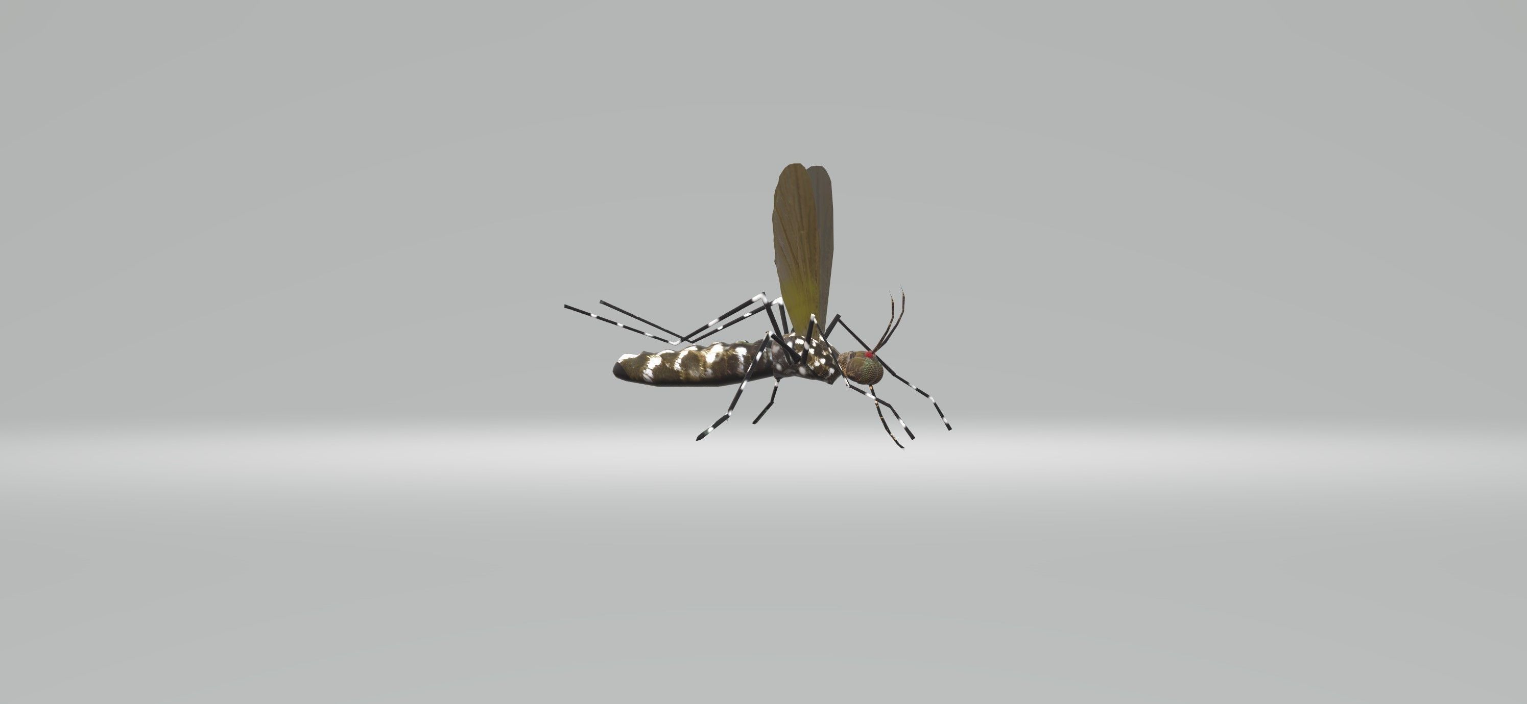 Mosquito Aedes Species 3D model_28