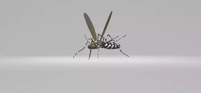 Mosquito Aedes Species