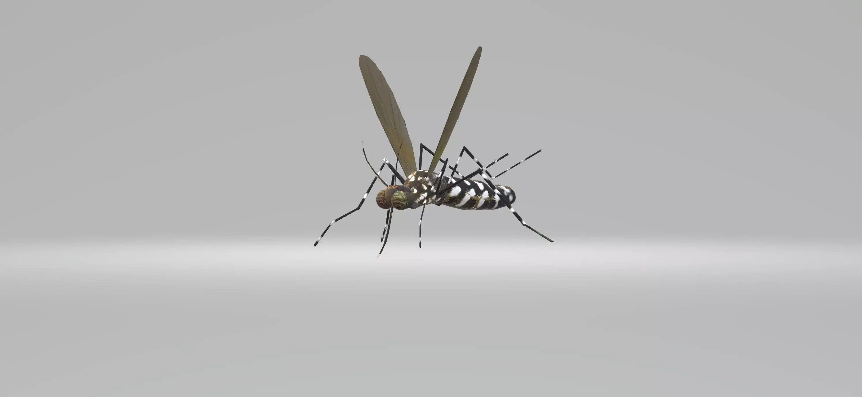 Mosquito Aedes Species 3D model_0