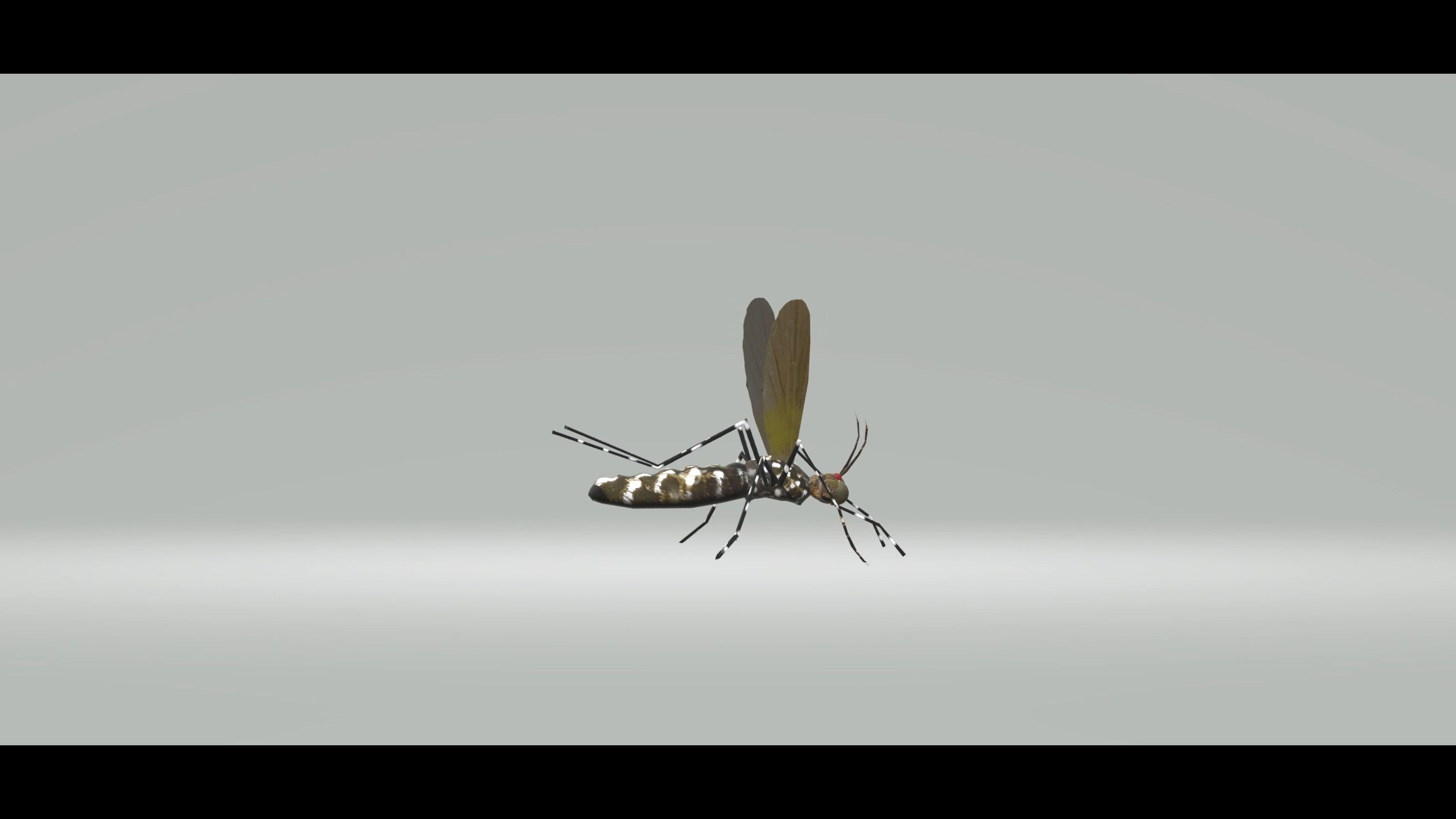 Mosquito Aedes Species 3D model_63