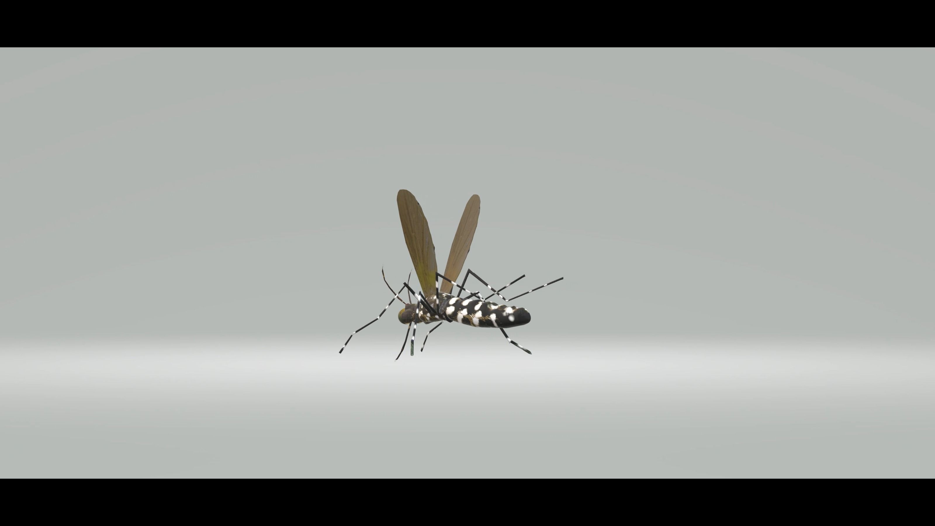 Mosquito Aedes Species 3D model_56
