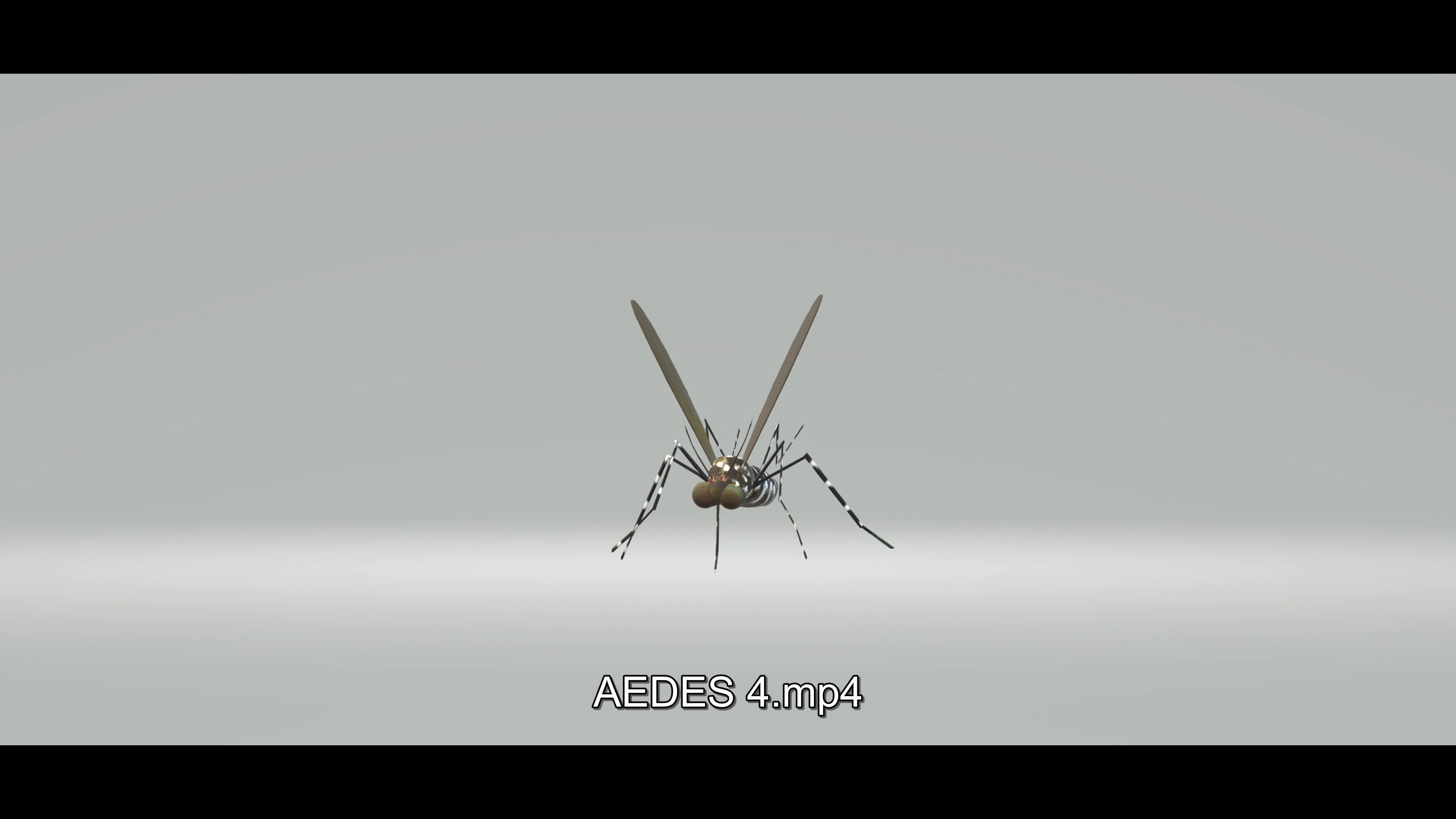 Mosquito Aedes Species 3D model_27