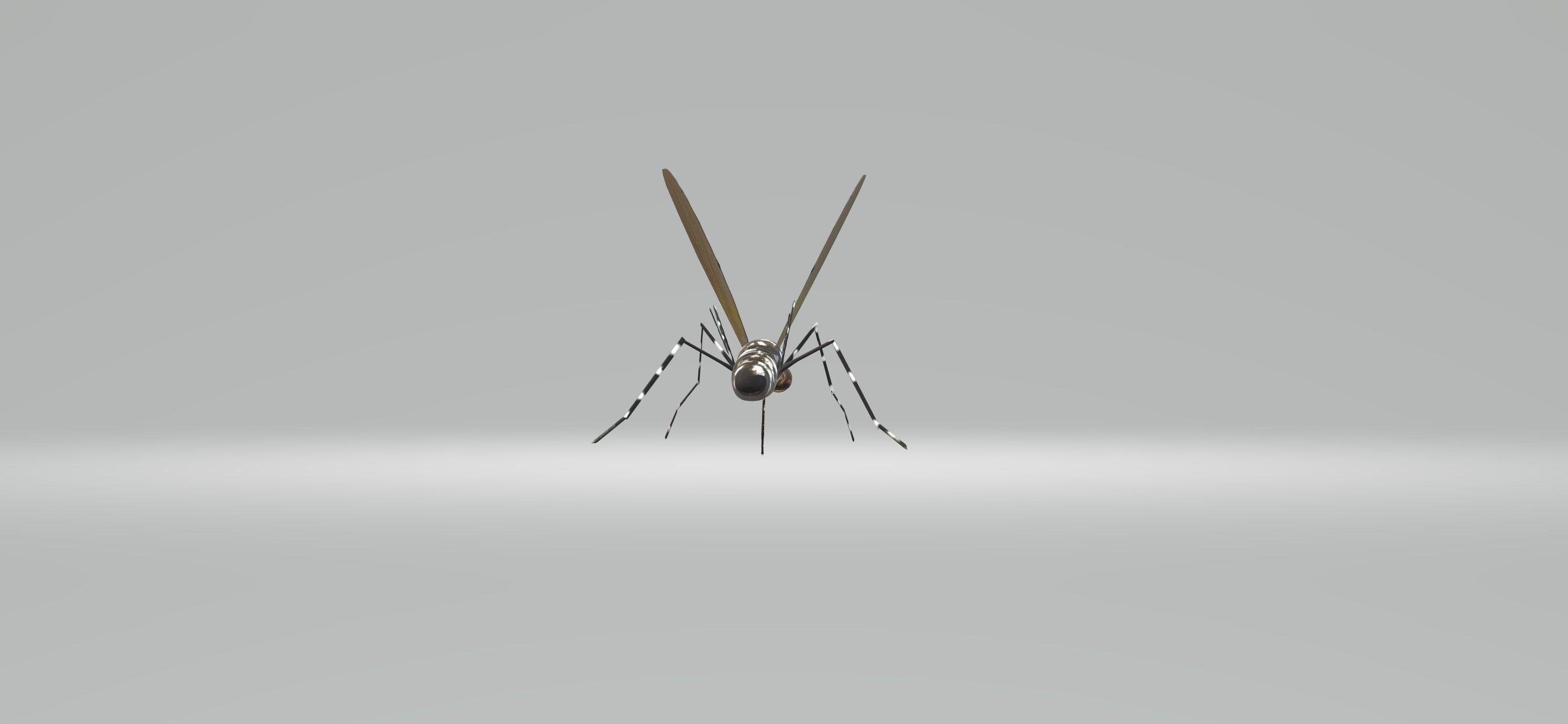Mosquito Aedes Species 3D model_76