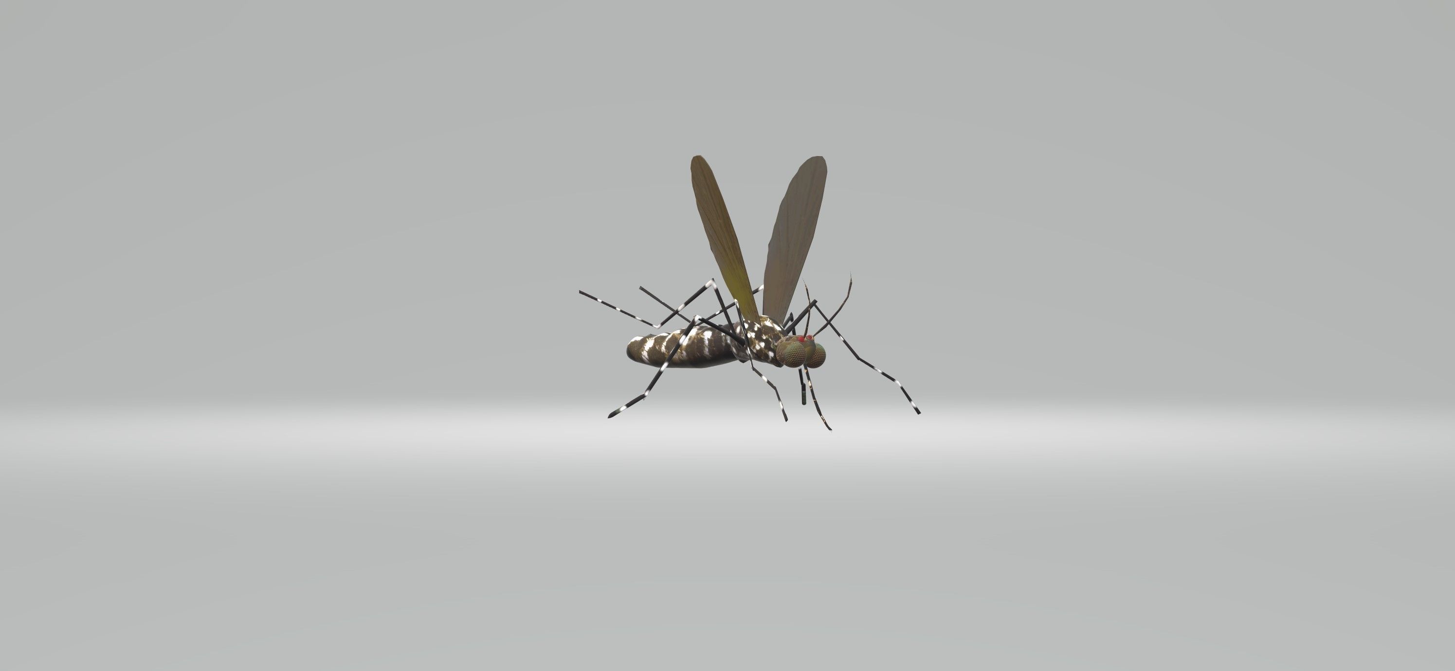 Mosquito Aedes Species 3D model_9