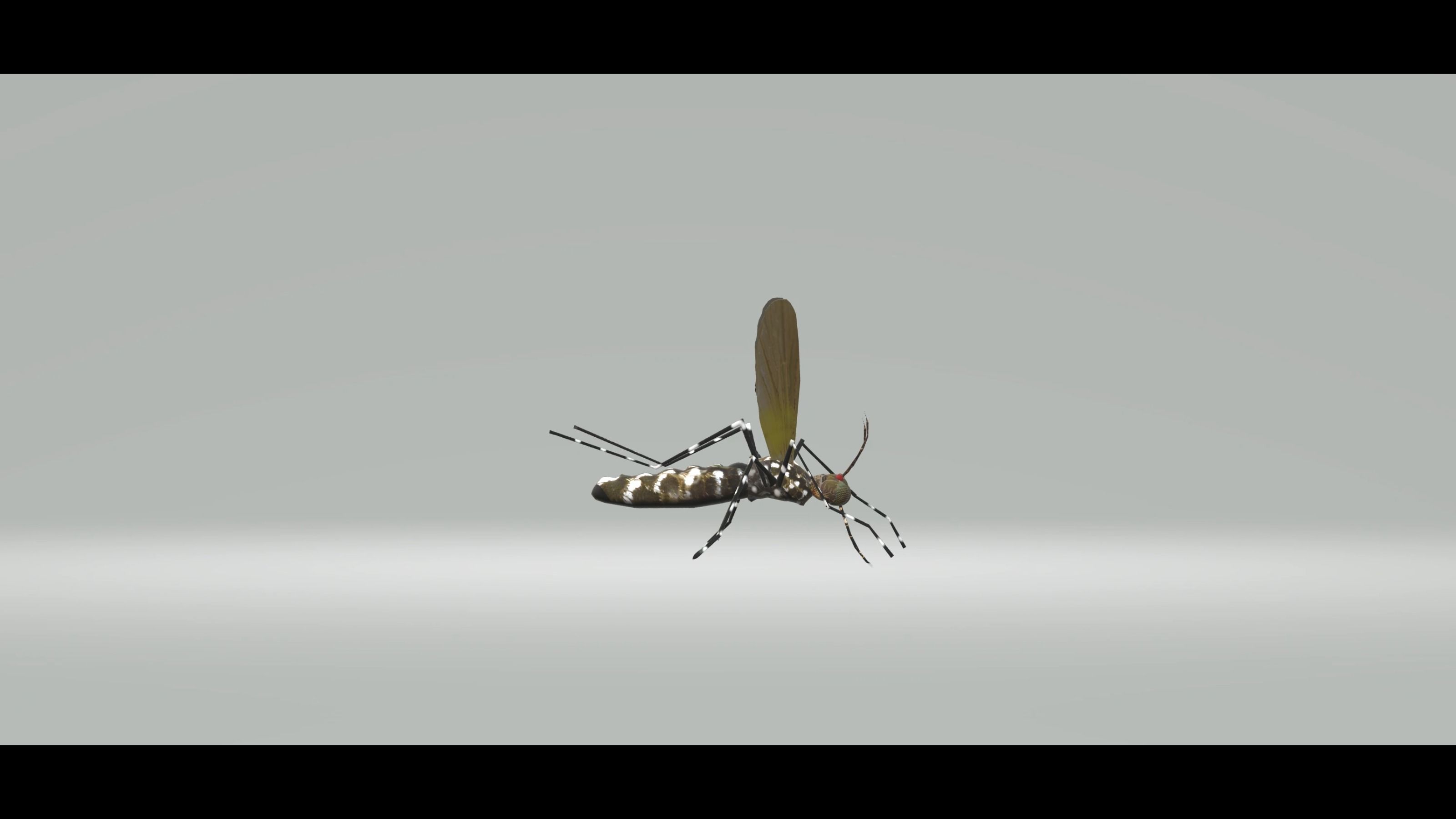 Mosquito Aedes Species 3D model_38
