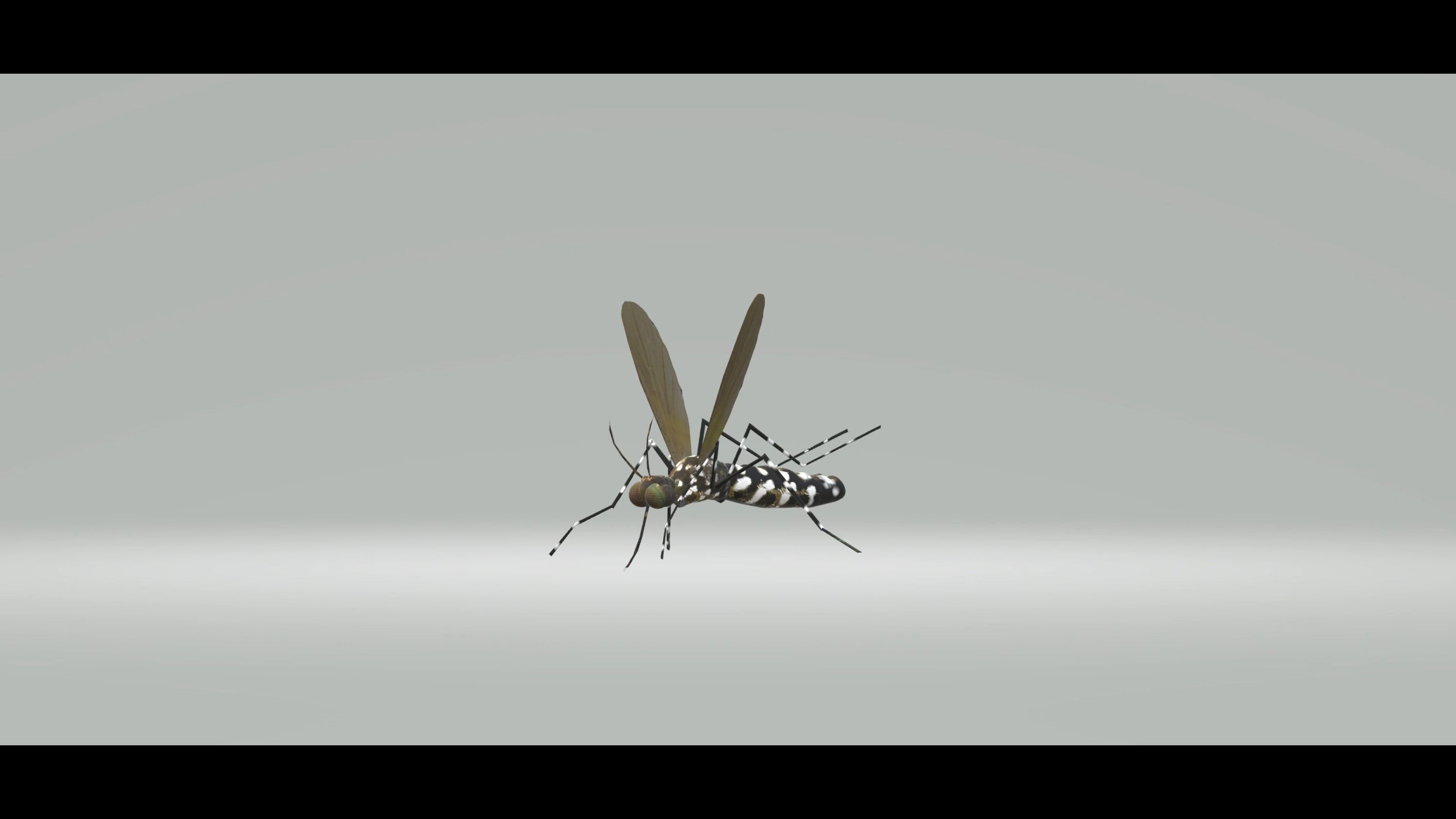 Mosquito Aedes Species 3D model_33