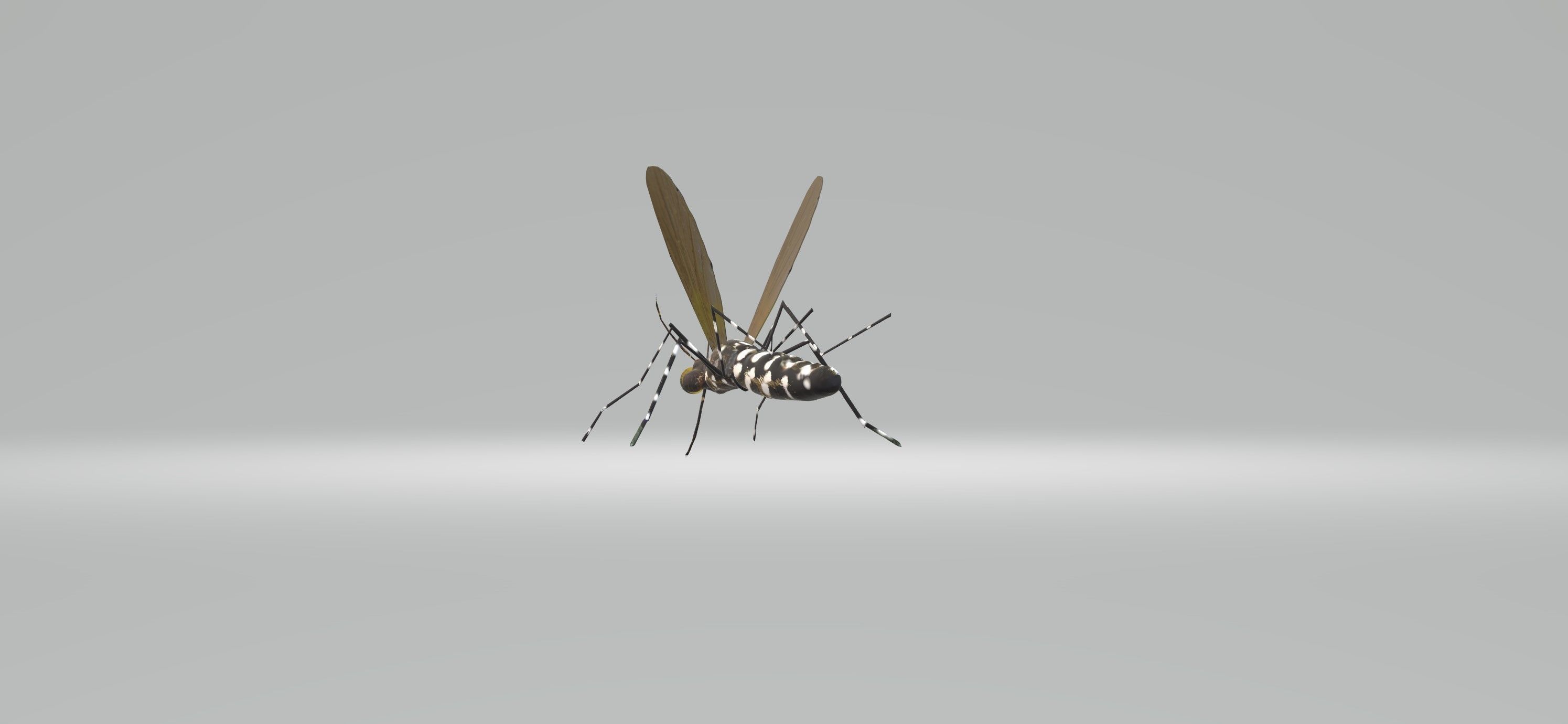 Mosquito Aedes Species 3D model_32