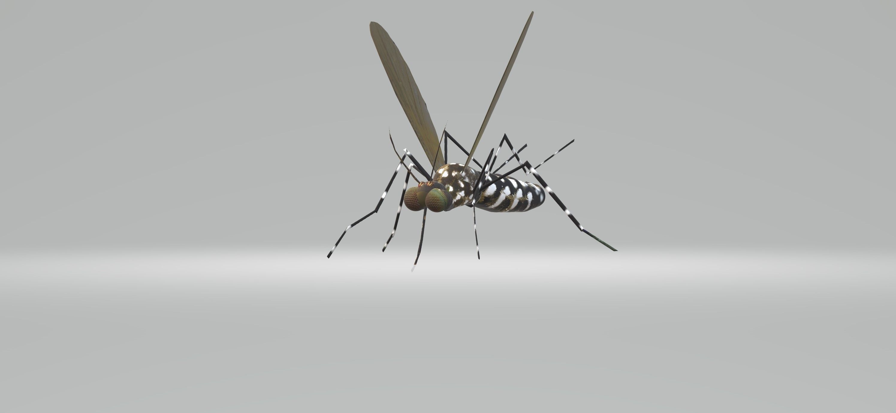 Mosquito Aedes Species 3D model_4