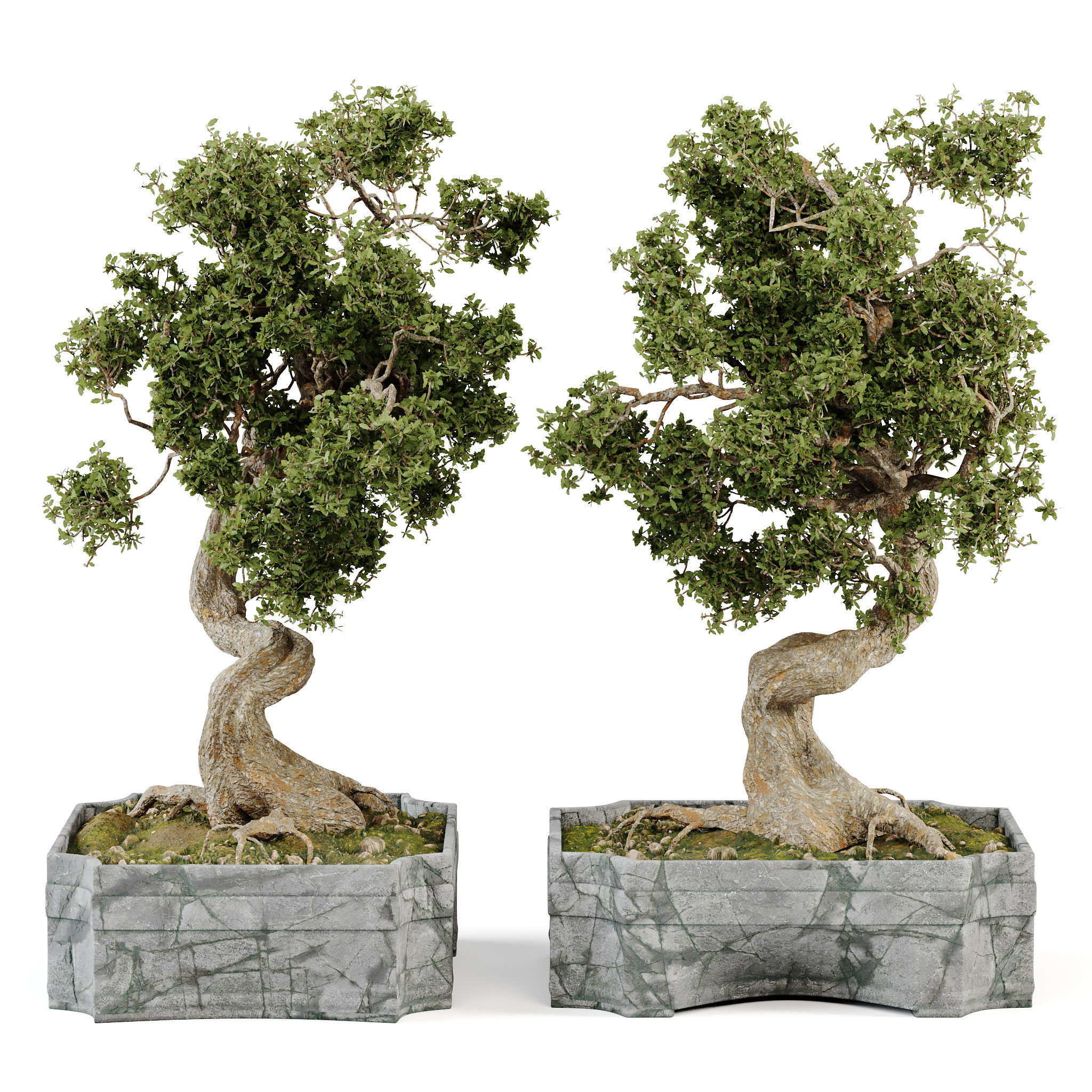 Bonsai Set 01 3D model_2