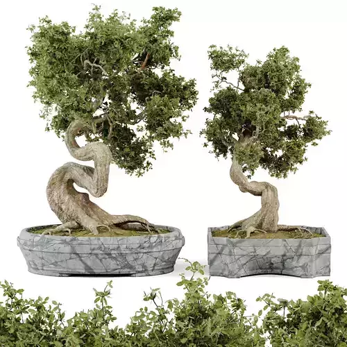 Bonsai Set 01