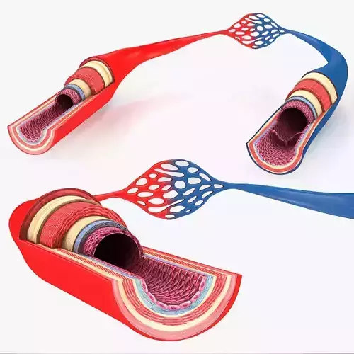 Blood Vessels - Vein and Artery Low-poly 3D model