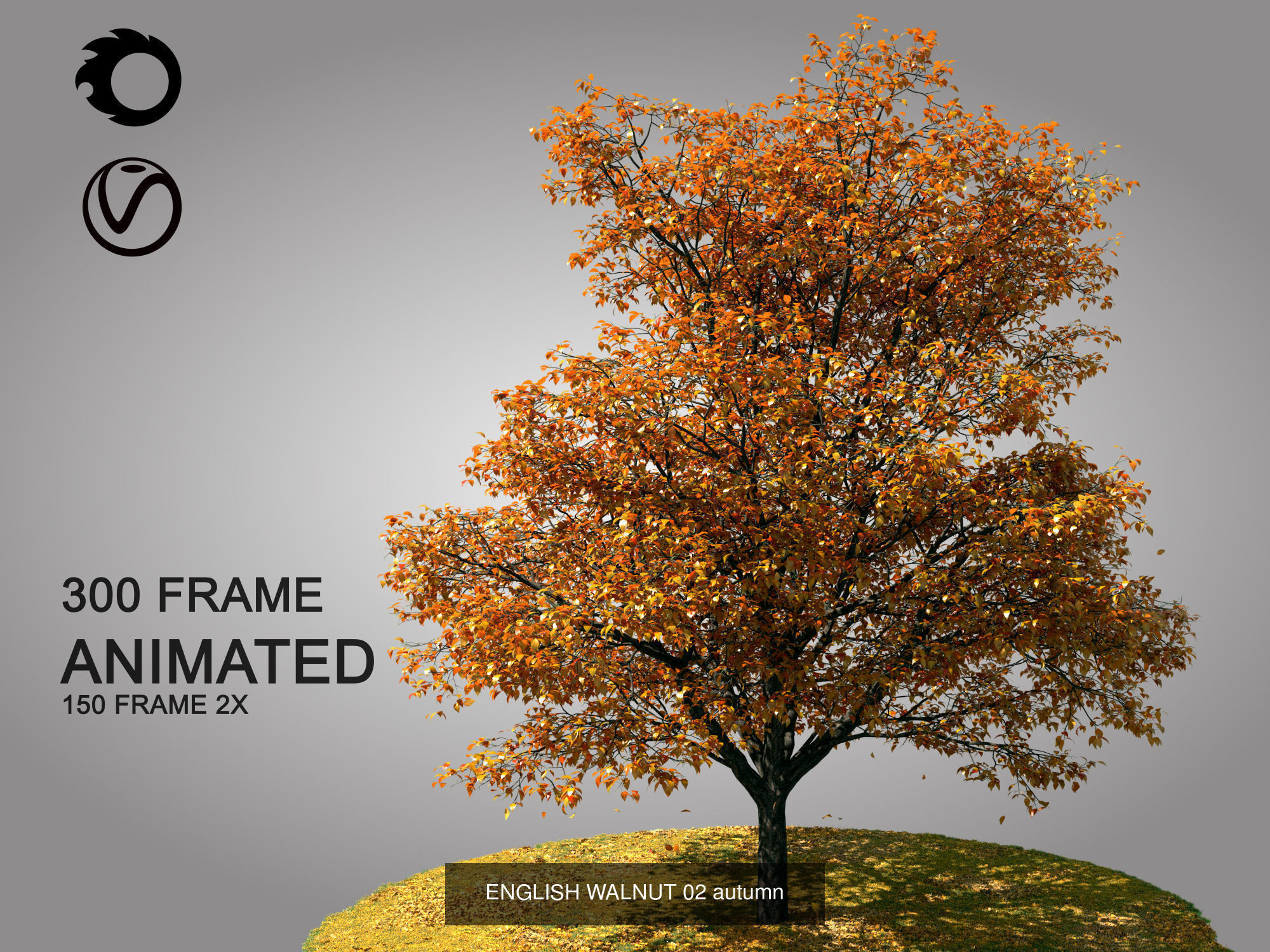 ENGLISH WALNUT 02 3D Model Collection _6