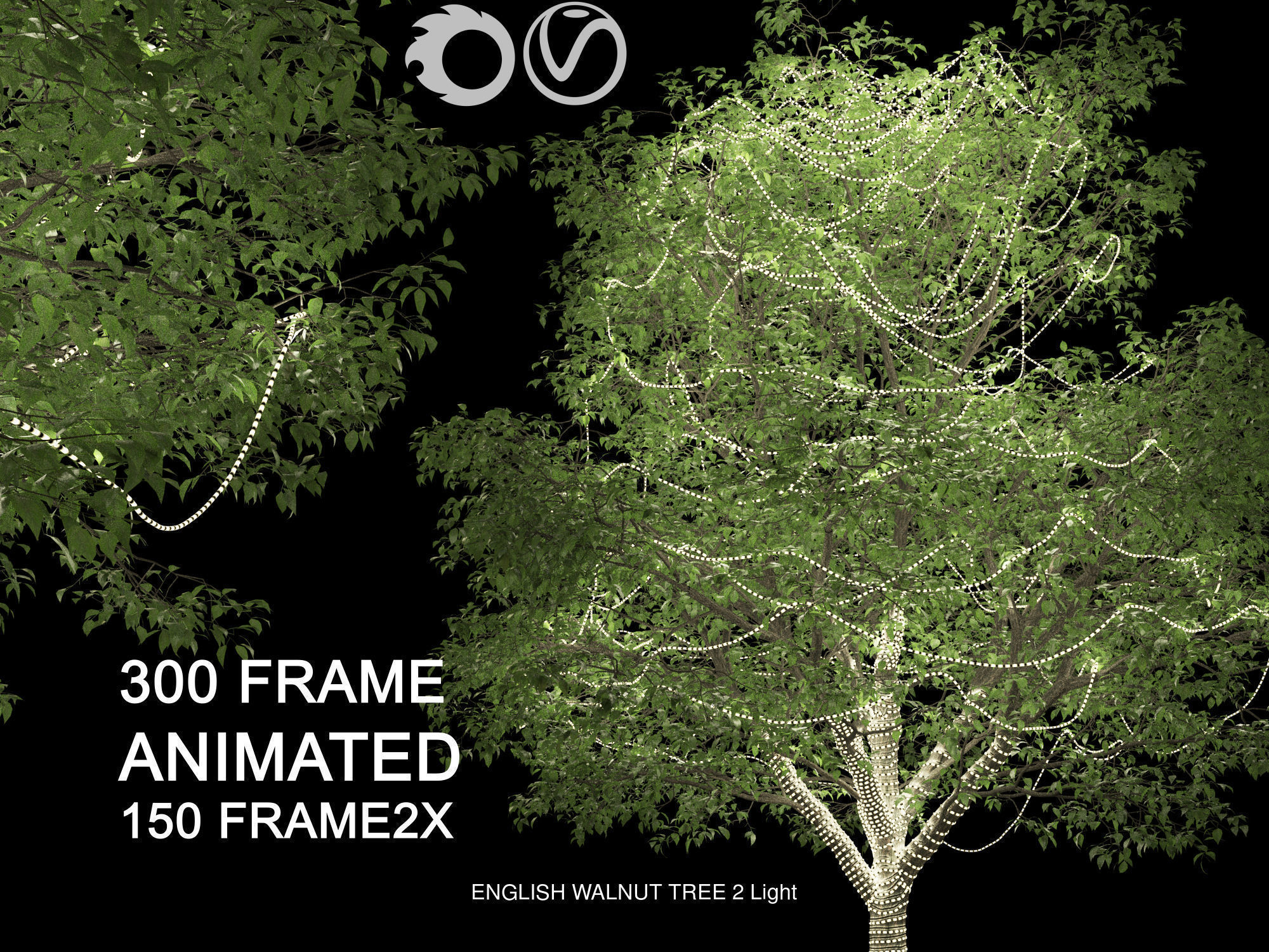 ENGLISH WALNUT 02 3D Model Collection _7