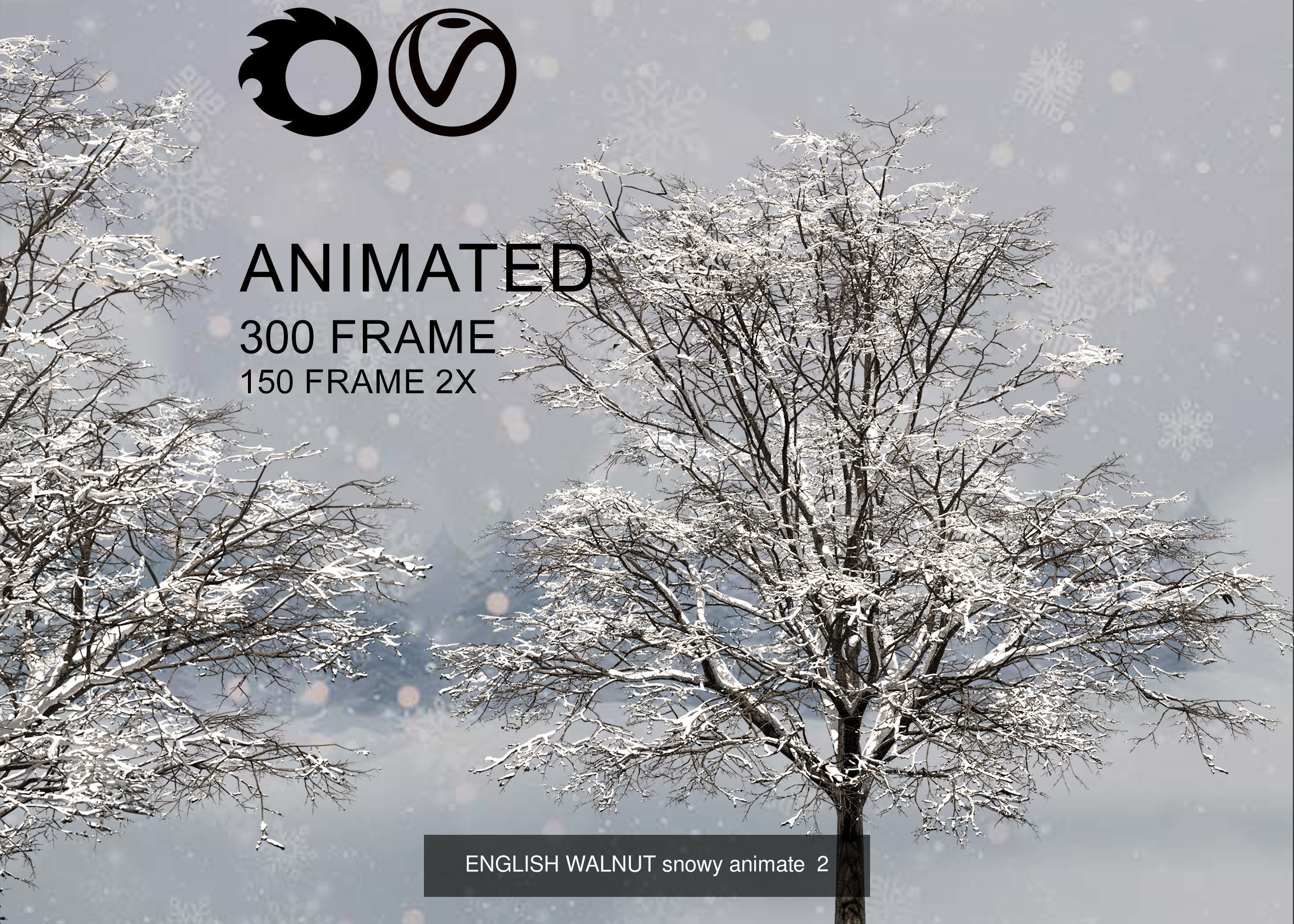 ENGLISH WALNUT 02 3D Model Collection _8