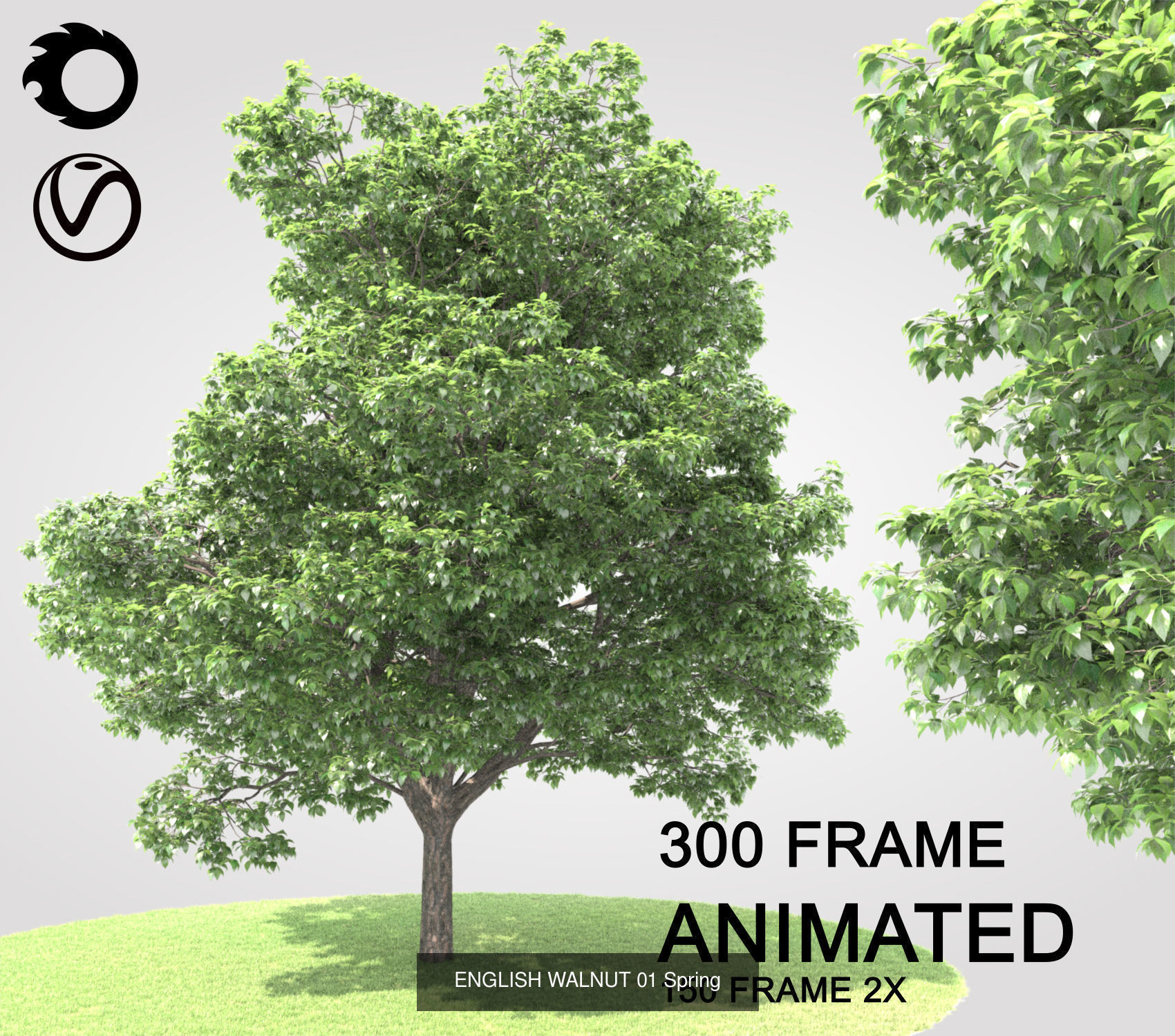 ENGLISH WALNUT 02 3D Model Collection _5