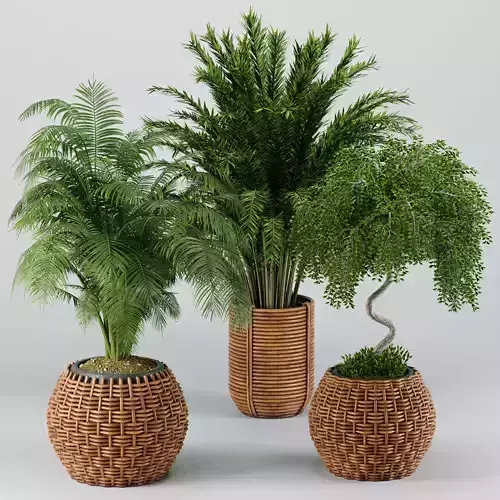 Indoor Plants set 20