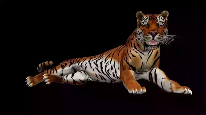 Tiger Idle Animation
