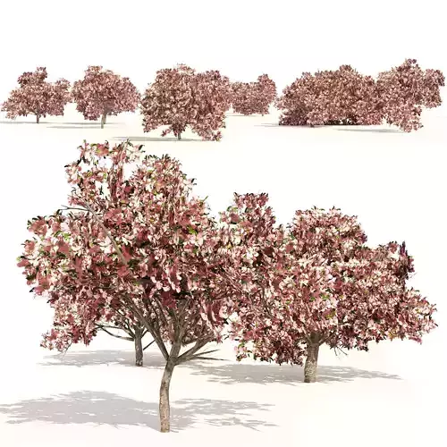 Pink Prunus Flowering Peach Trees Low-poly 3D model