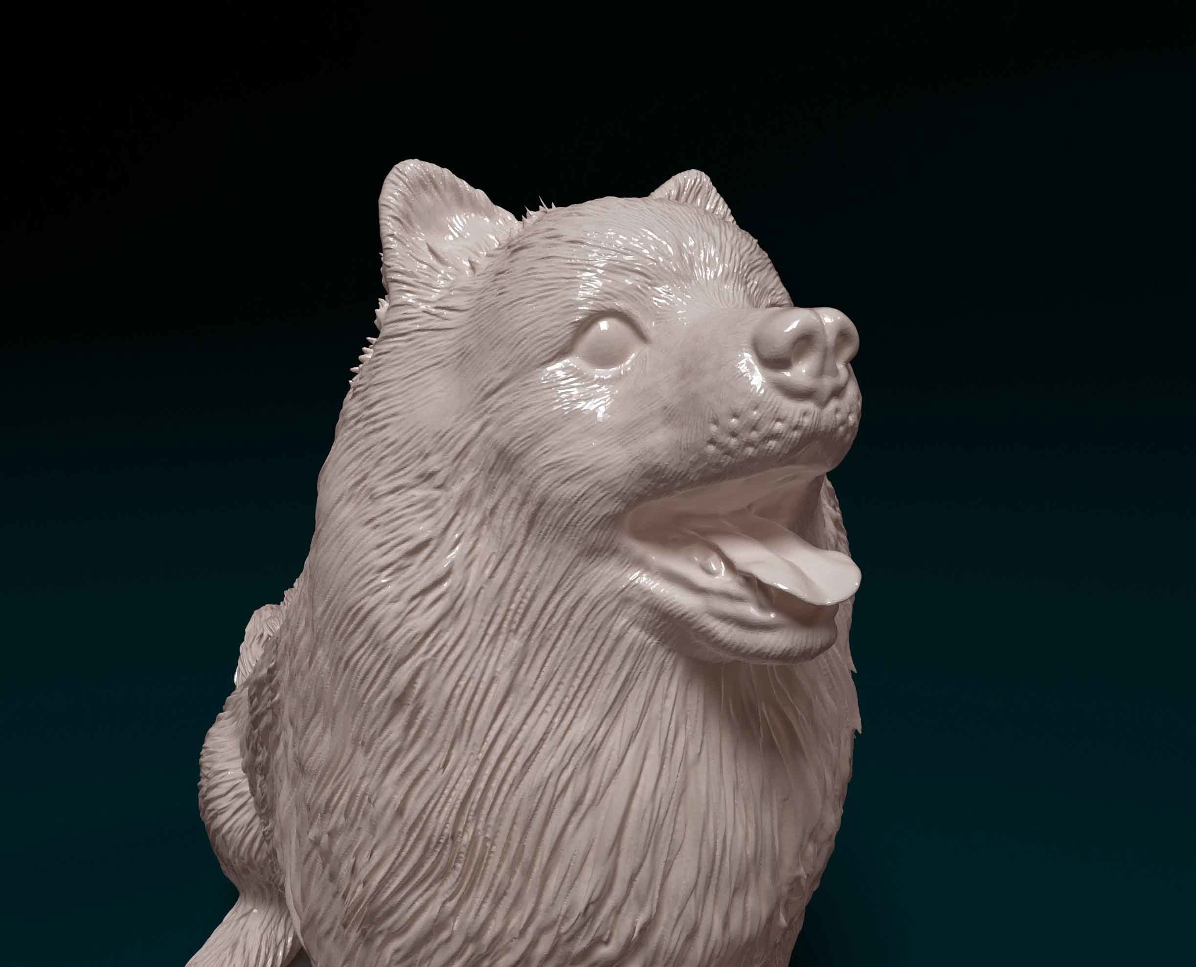 Pomeranian samoyed 3D print model_7