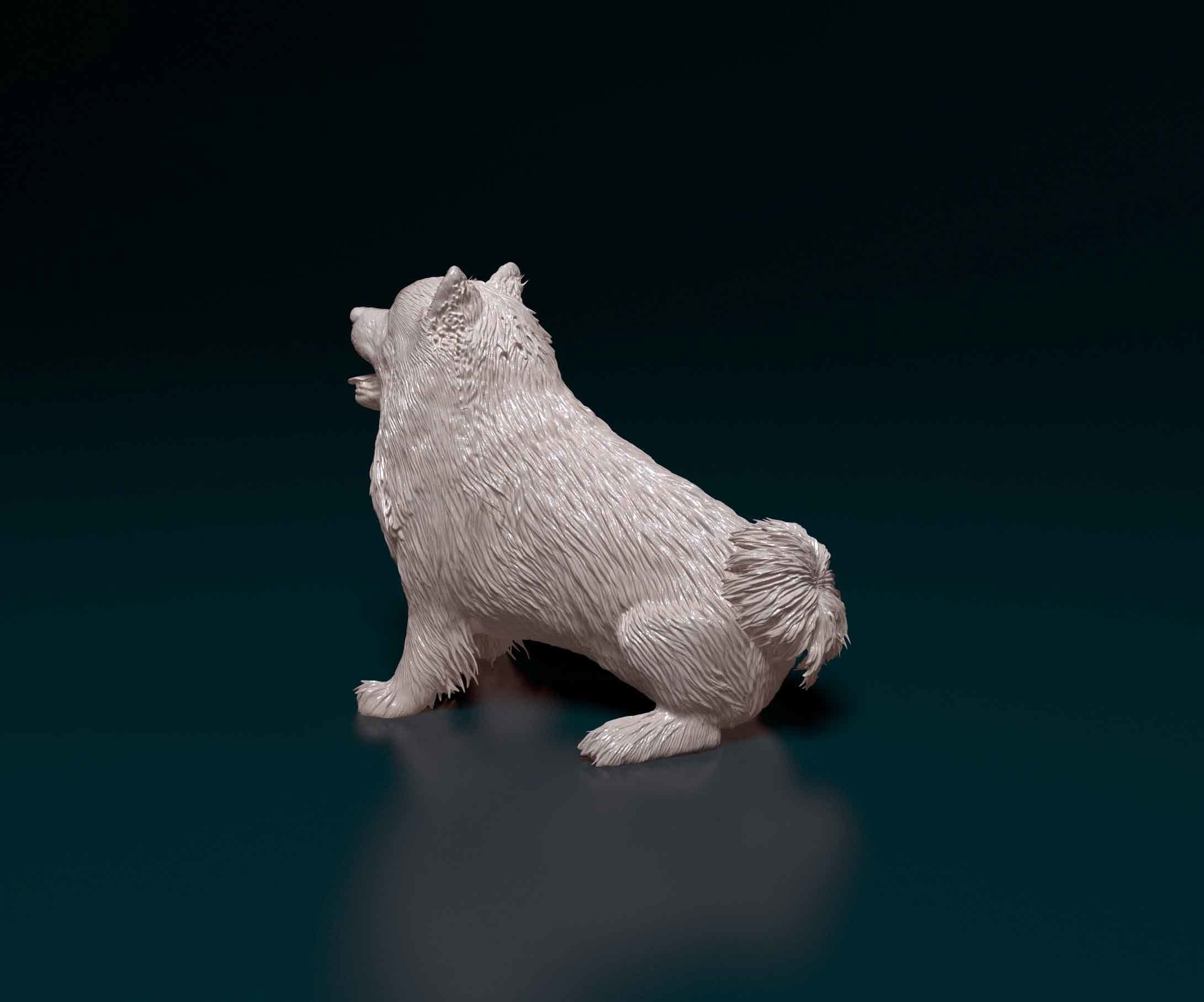 Pomeranian samoyed 3D print model_4