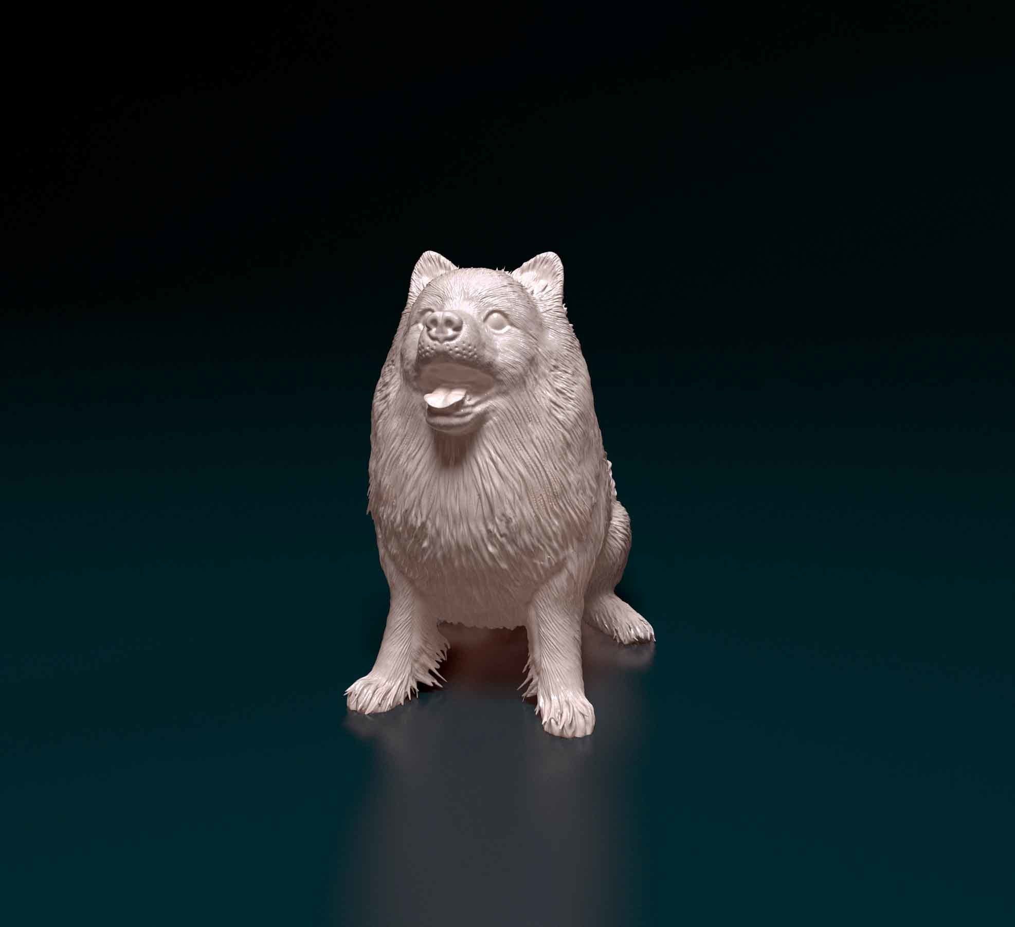 Pomeranian samoyed 3D print model_6