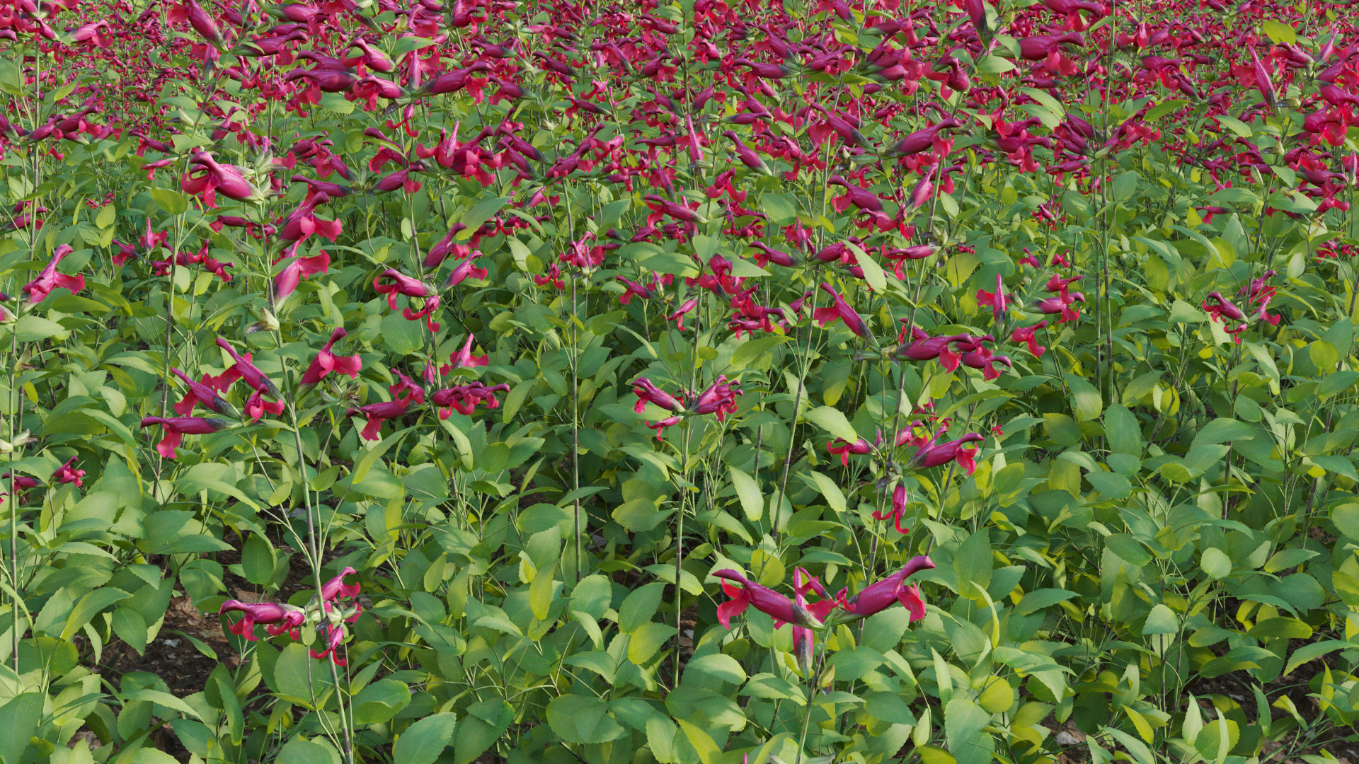 Salvia Wendy Wish - Sage Wendy Wish 3D model_6